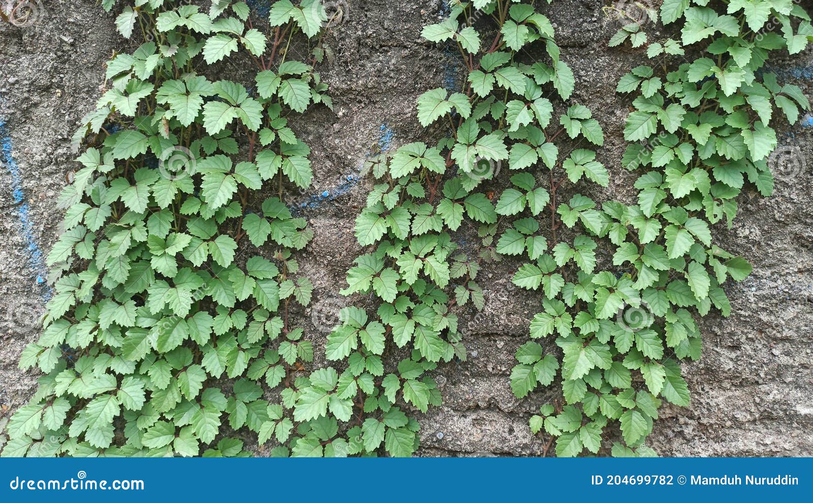 The trees on the old wall stock photo. Image of trees 204699782