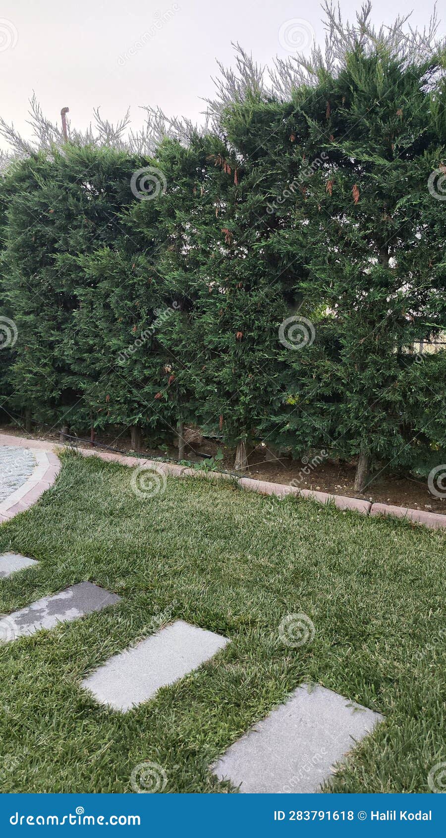 trees in open space garden. grass ground.