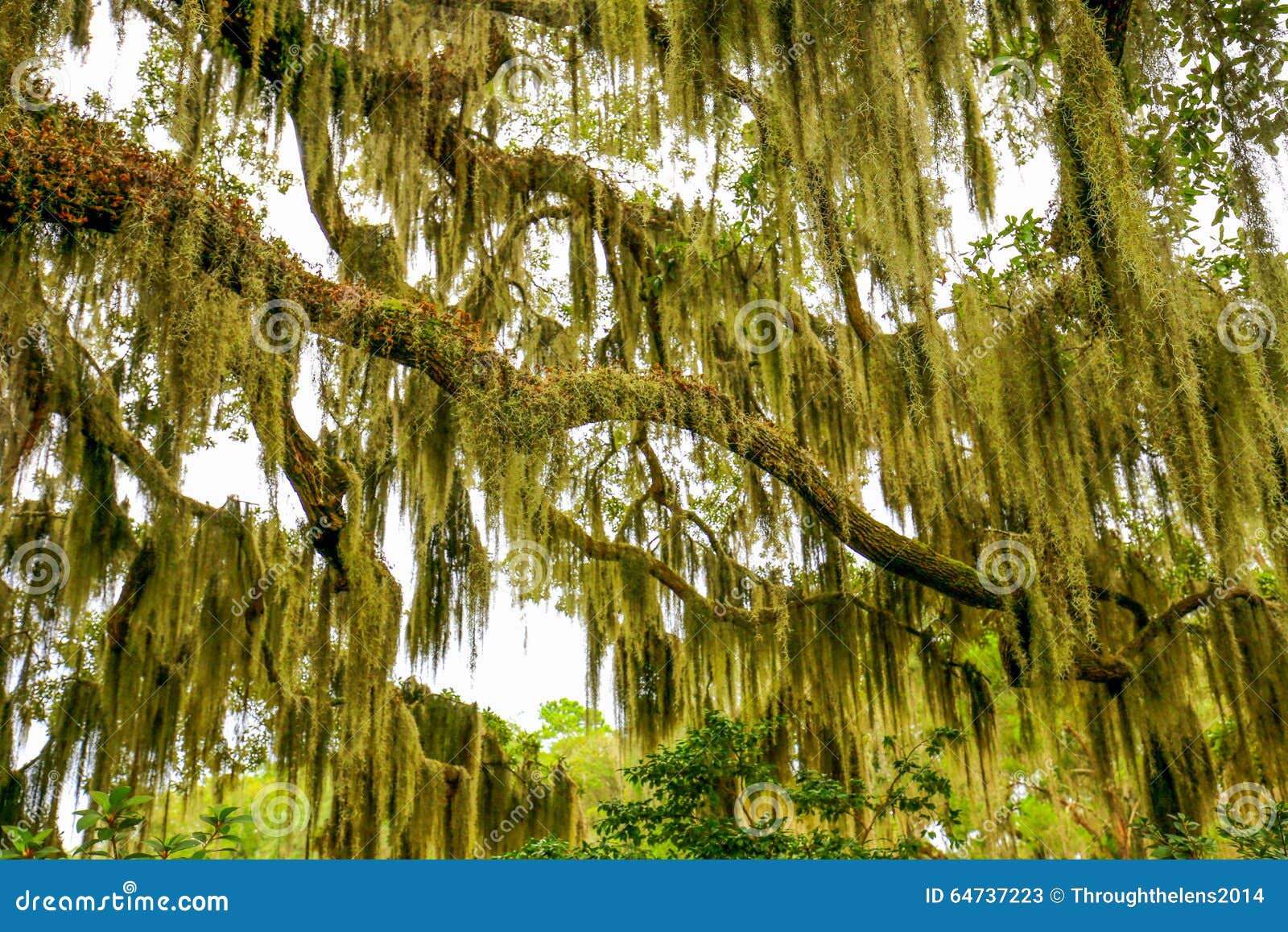 Trees Overhanging with Spanish Moss in Southern USA Stock Image Image
