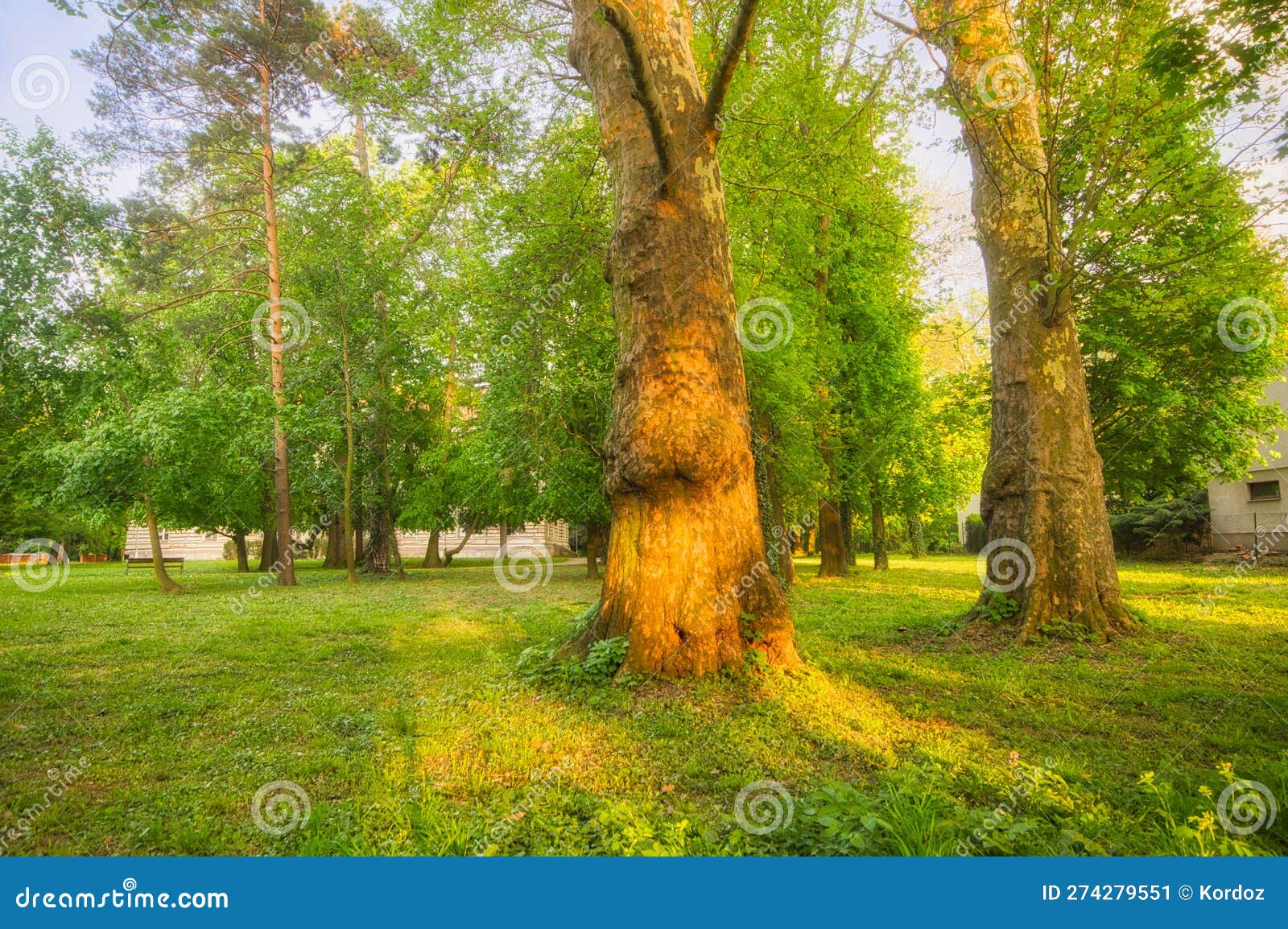 trees in the park in nova ves nad zitavou village