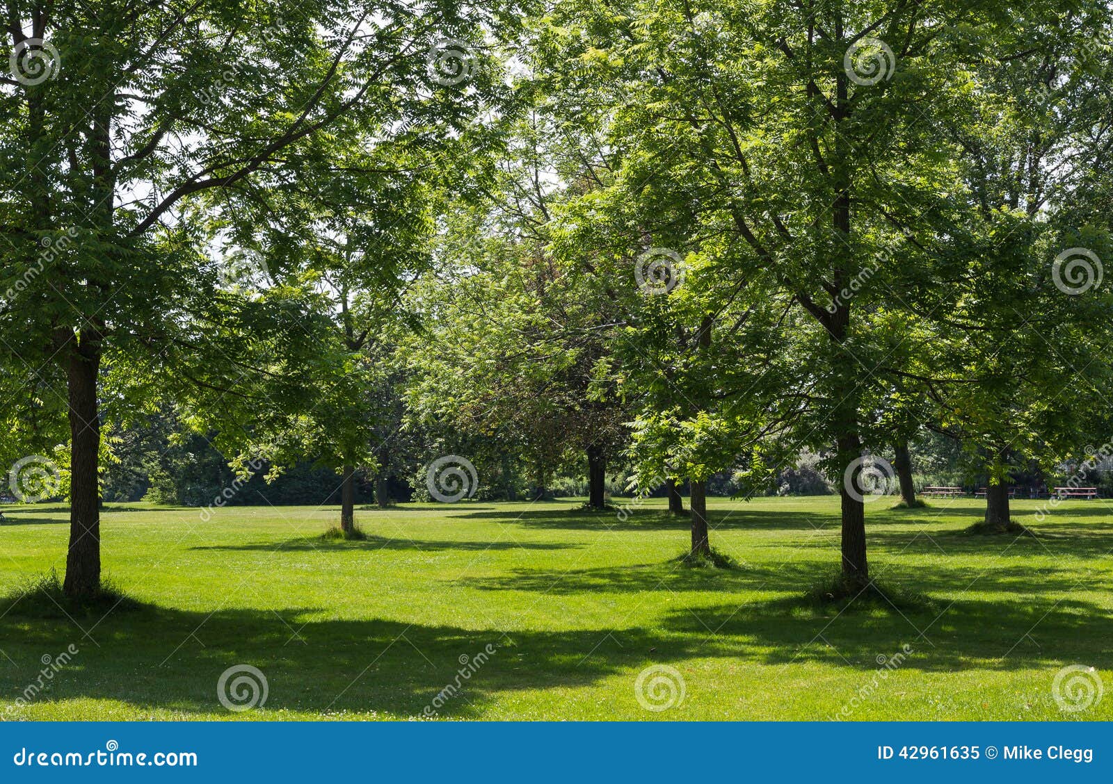 Trees in a Park stock image. Image of bright, closeup - 42961635