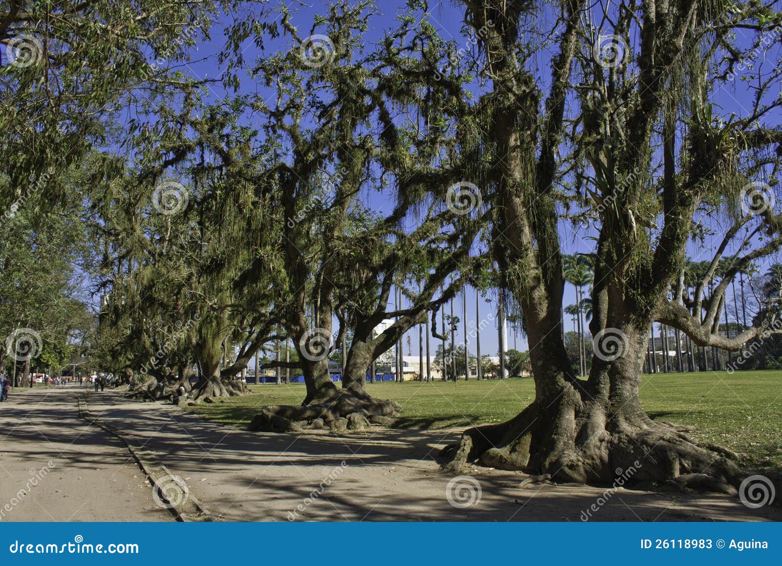 trees in the park - sÃÂ£o josÃÂ© dos campos - brazil