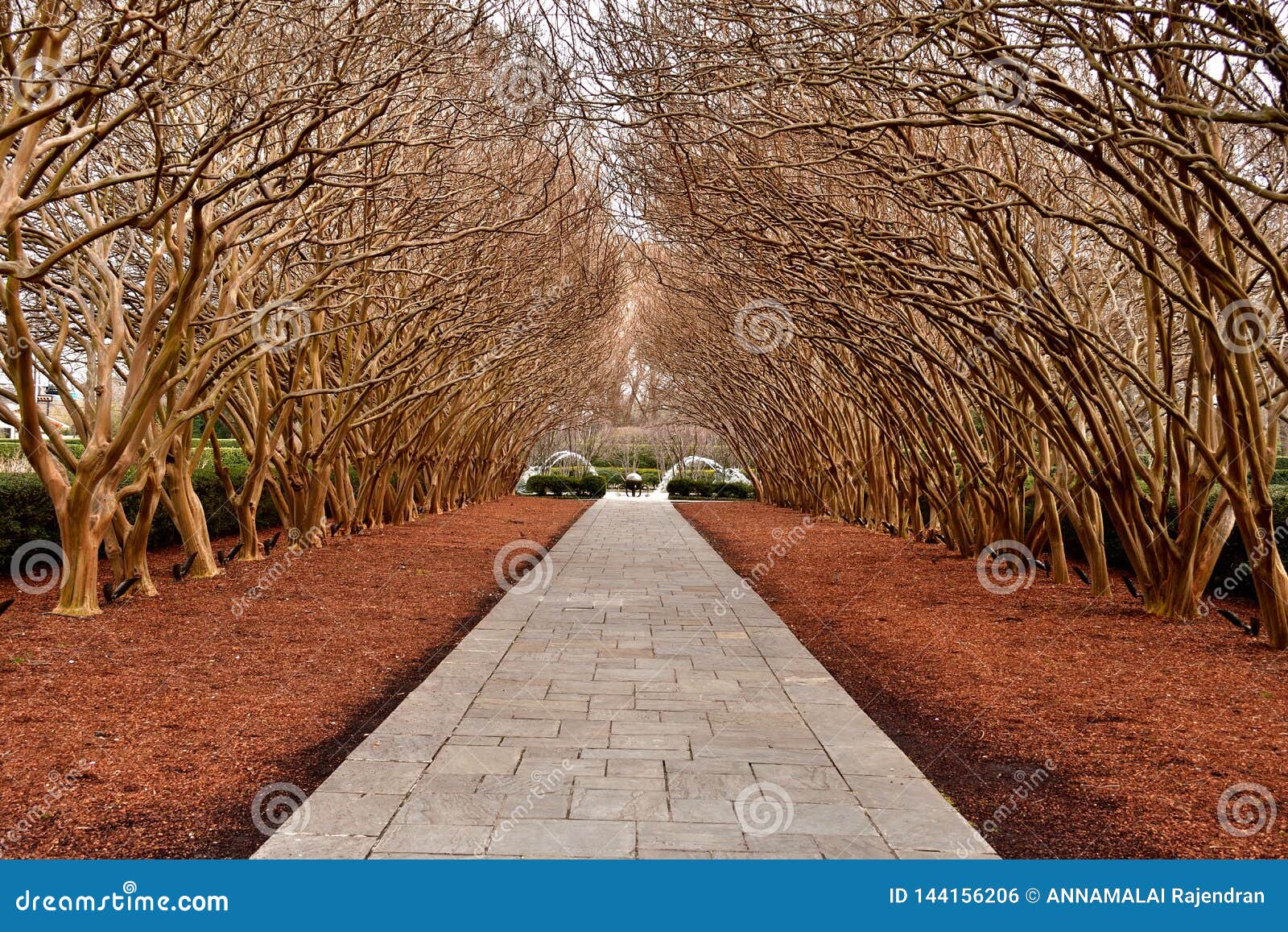 trees on paved pathway