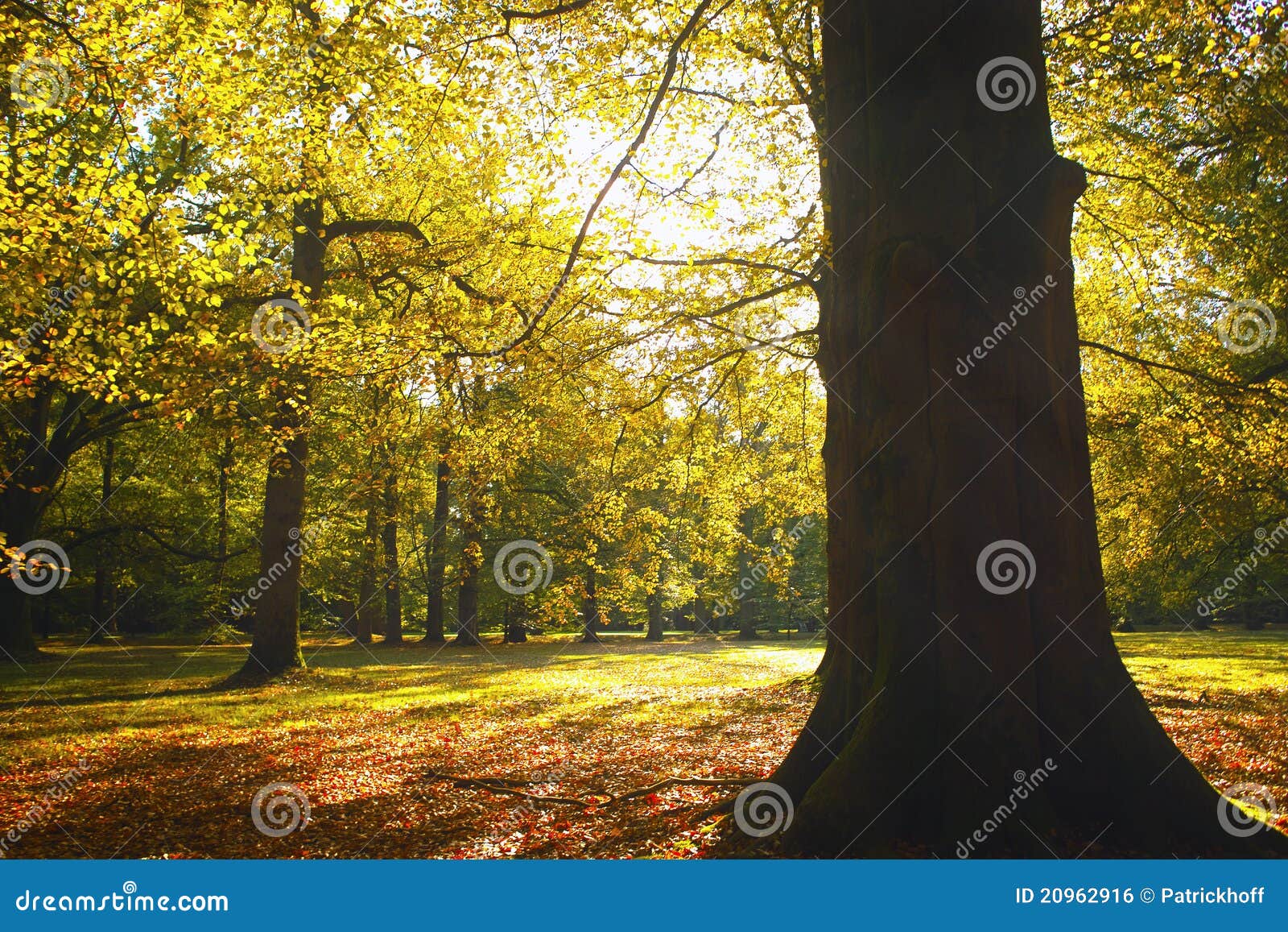 trees in picturesque park