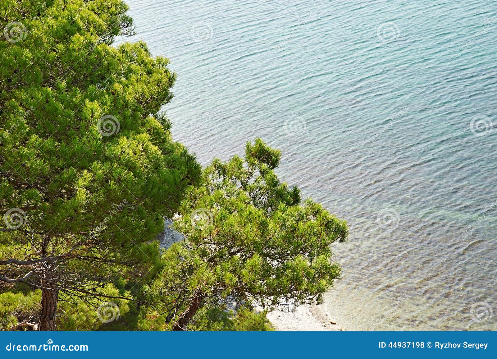 Trees pine on seashore stock photo. Image of stone, tree 44937198