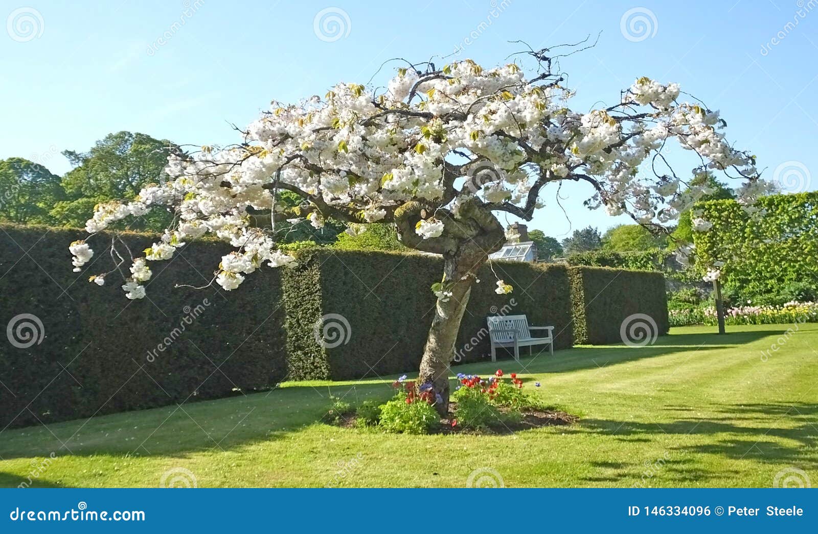 Trees and Plants in Walled Gardens Stock Photo Image of outdoors