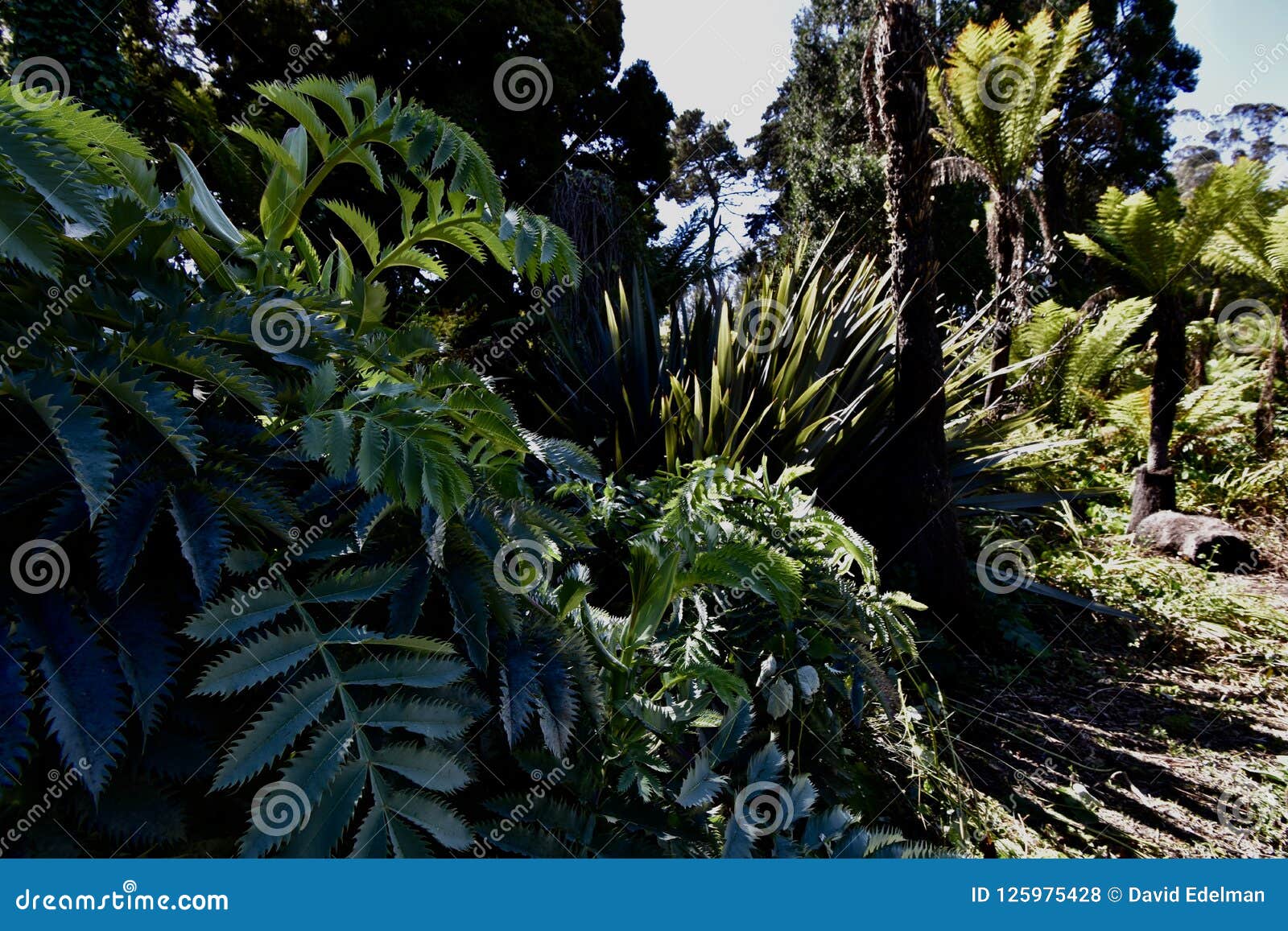 the tree fern dell golden gate park, 8.