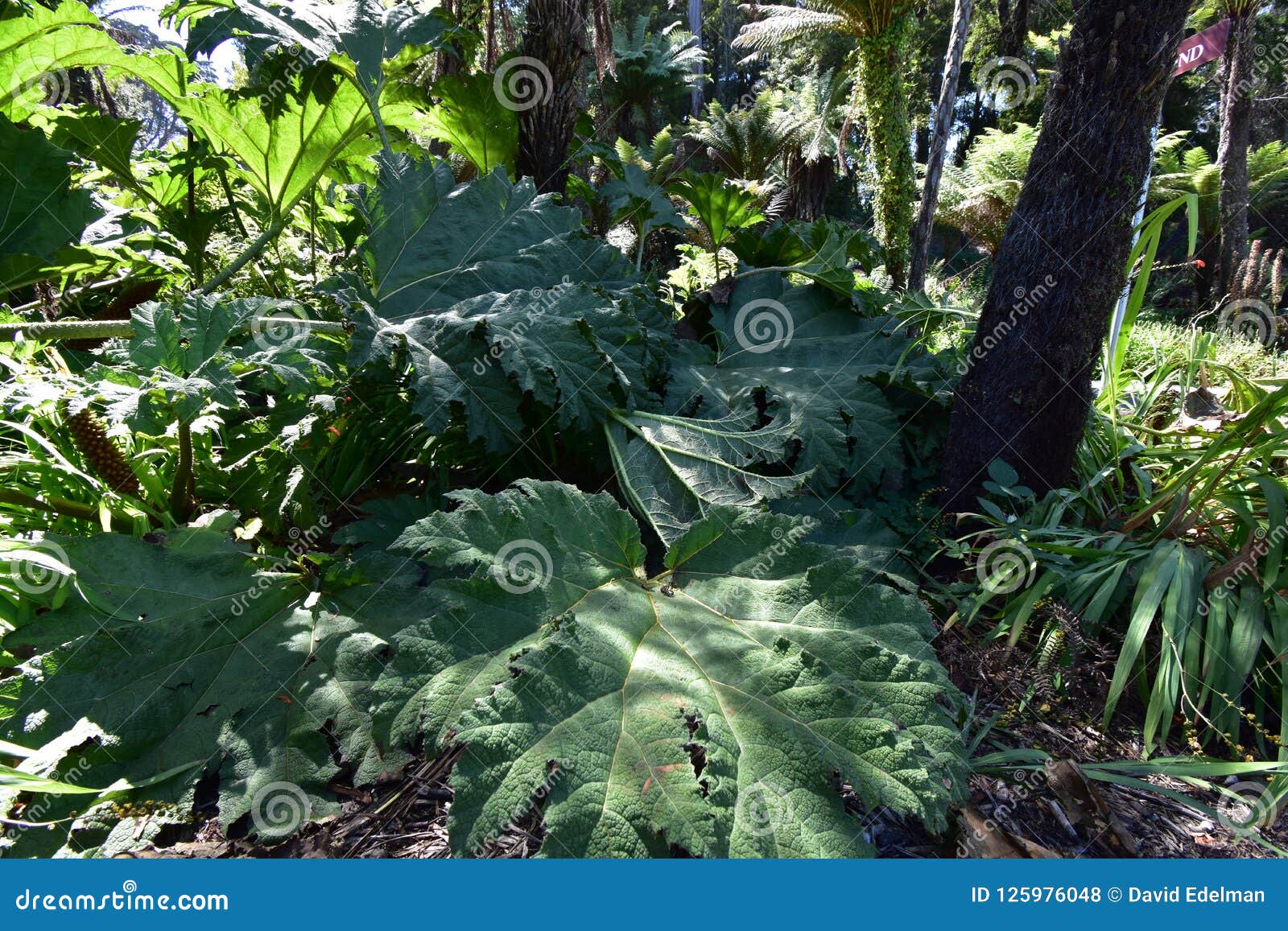 the tree fern dell golden gate park, 5.