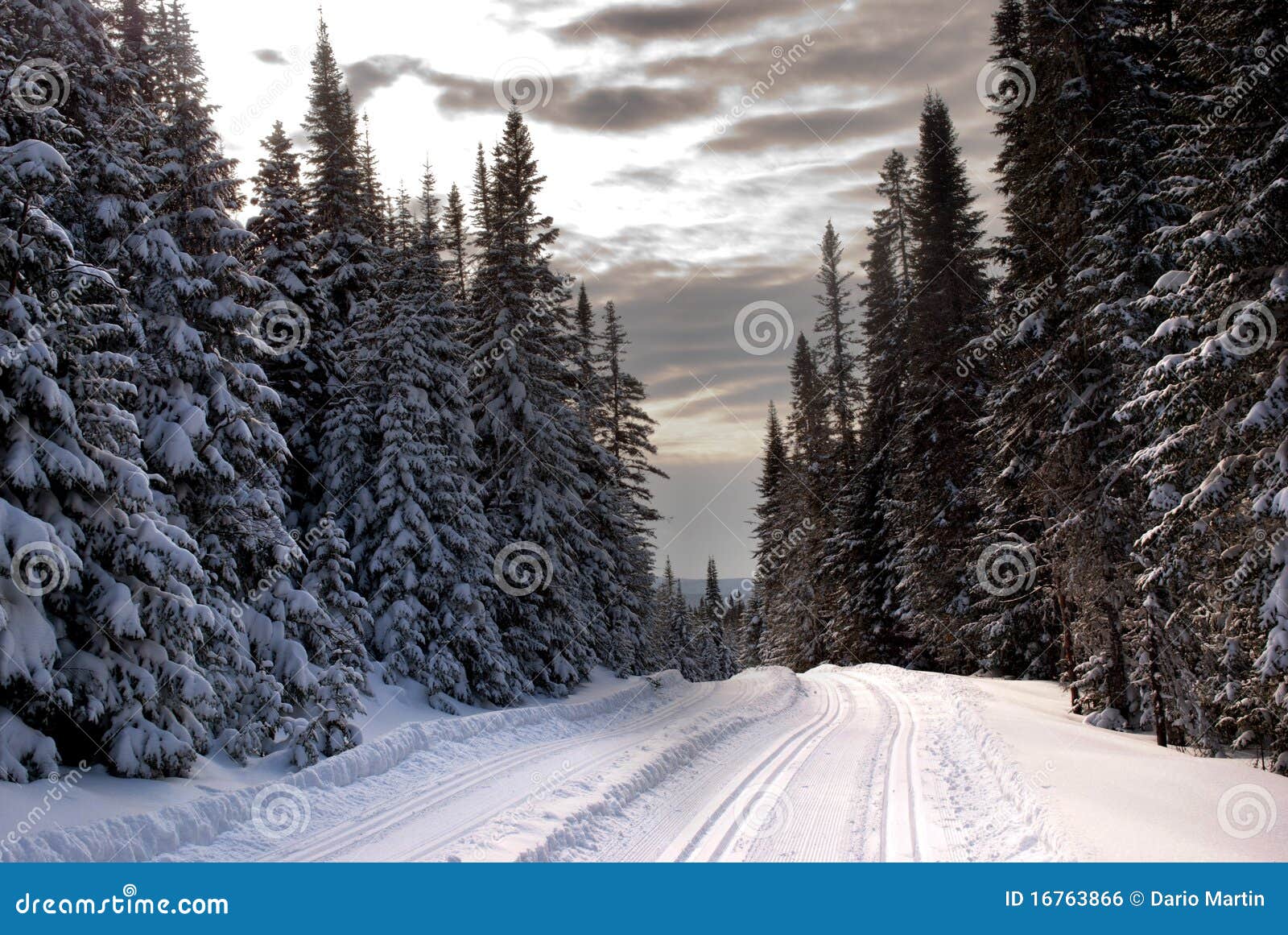 Trees in Quebec stock photo. Image of cross, tracks, winter 16763866