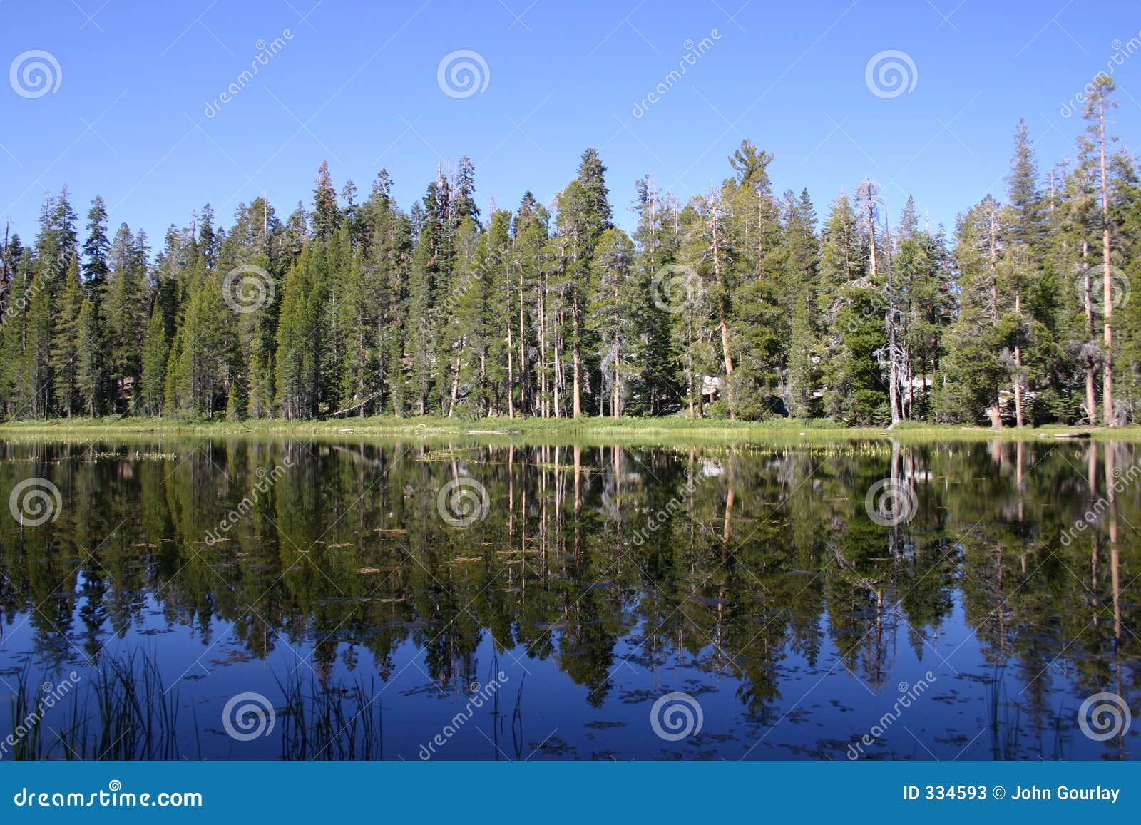 trees reflected in siesta lake