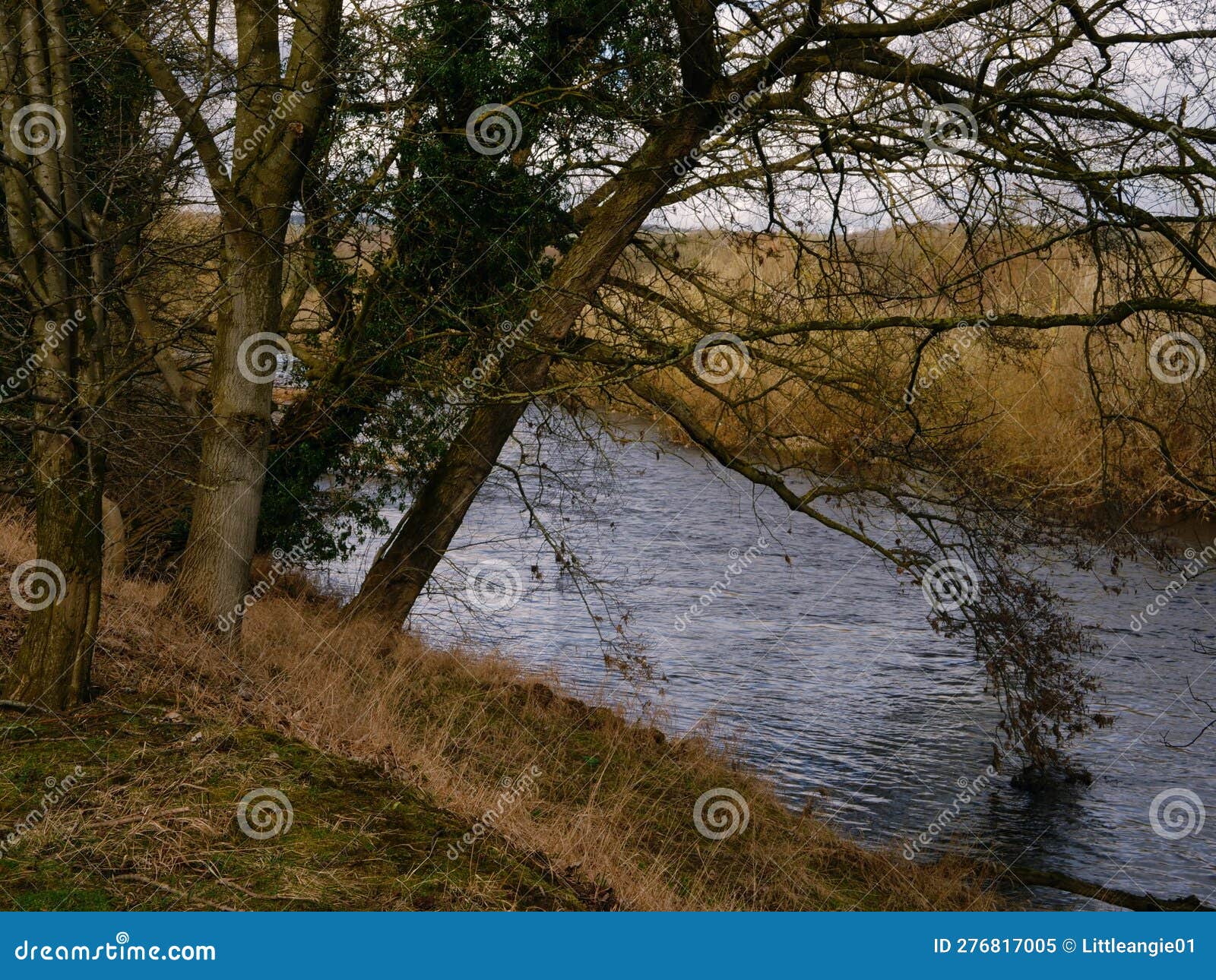 Trees by River Aire in Yorkshire England Wide Establishing Shot Stock
