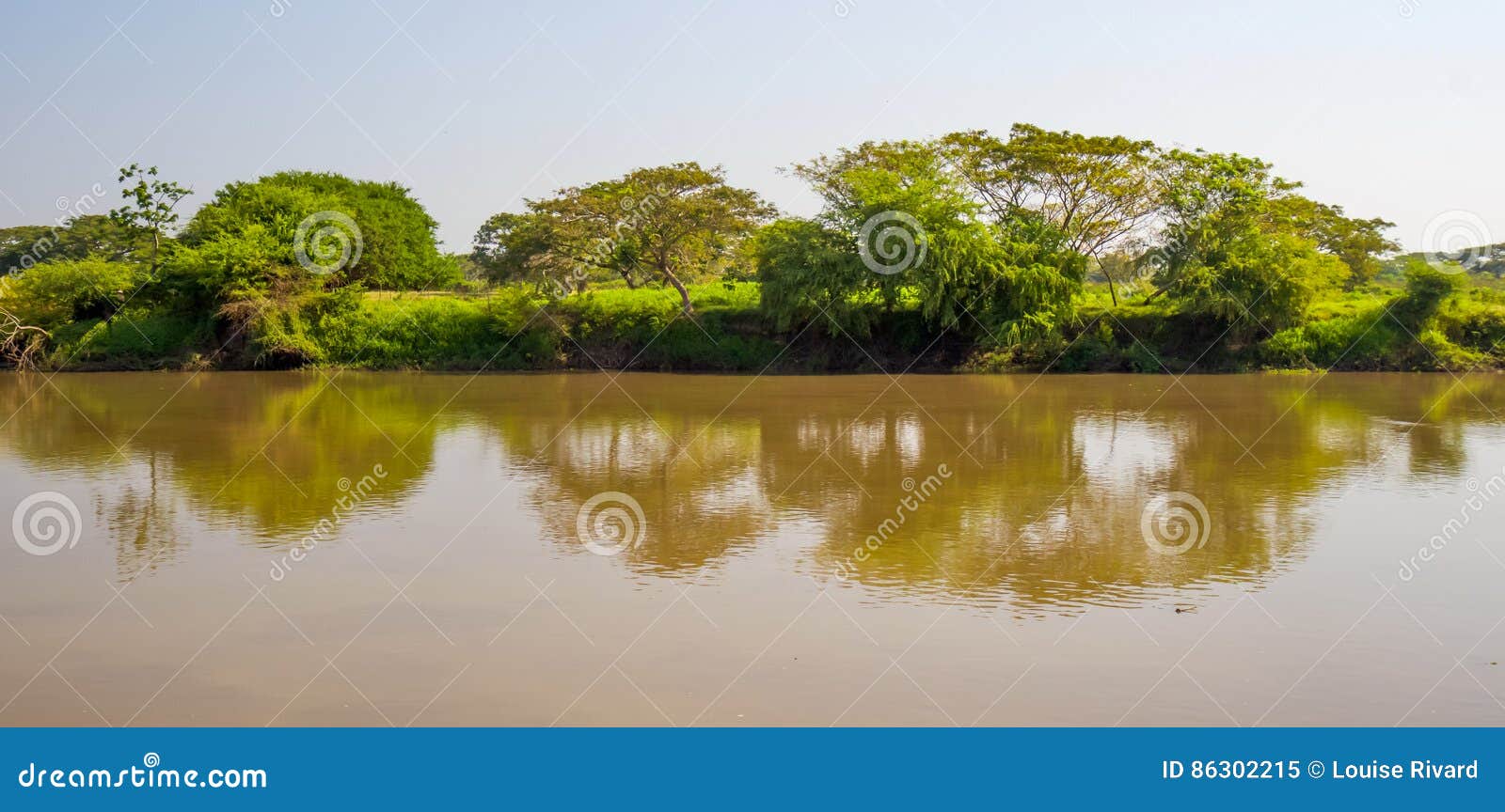 trees and river