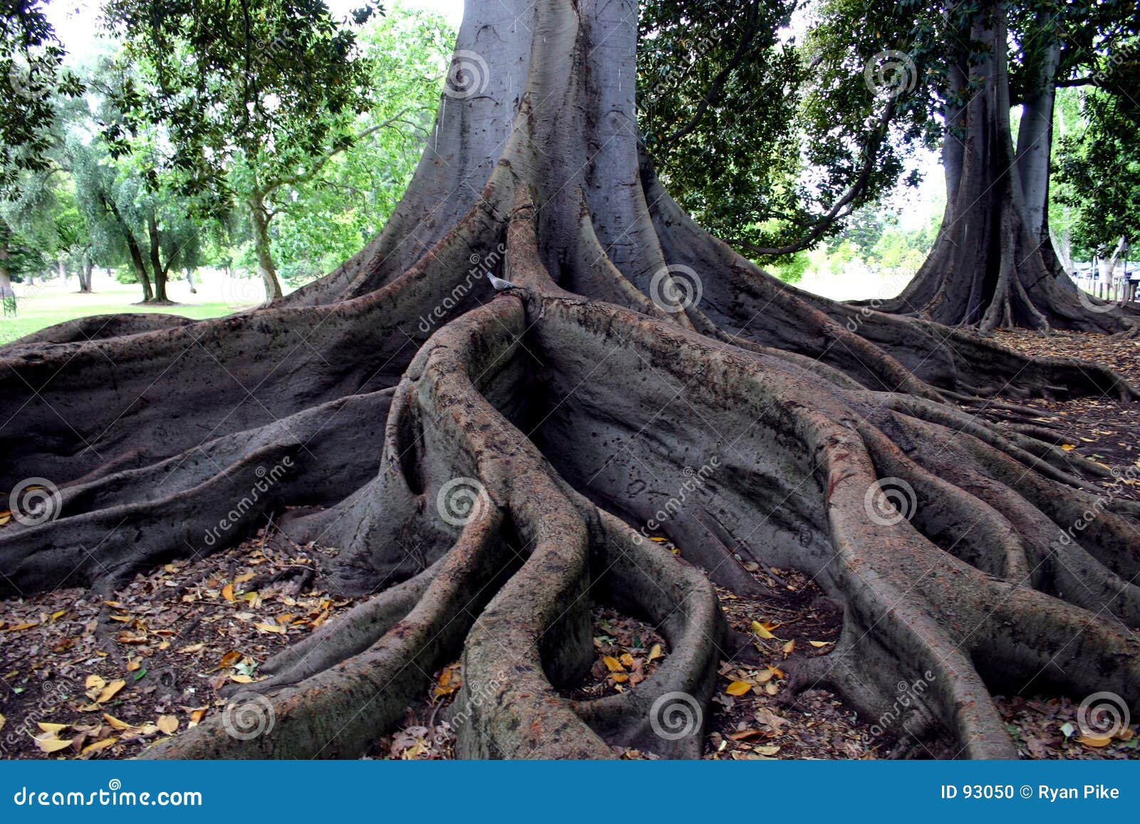 trees roots