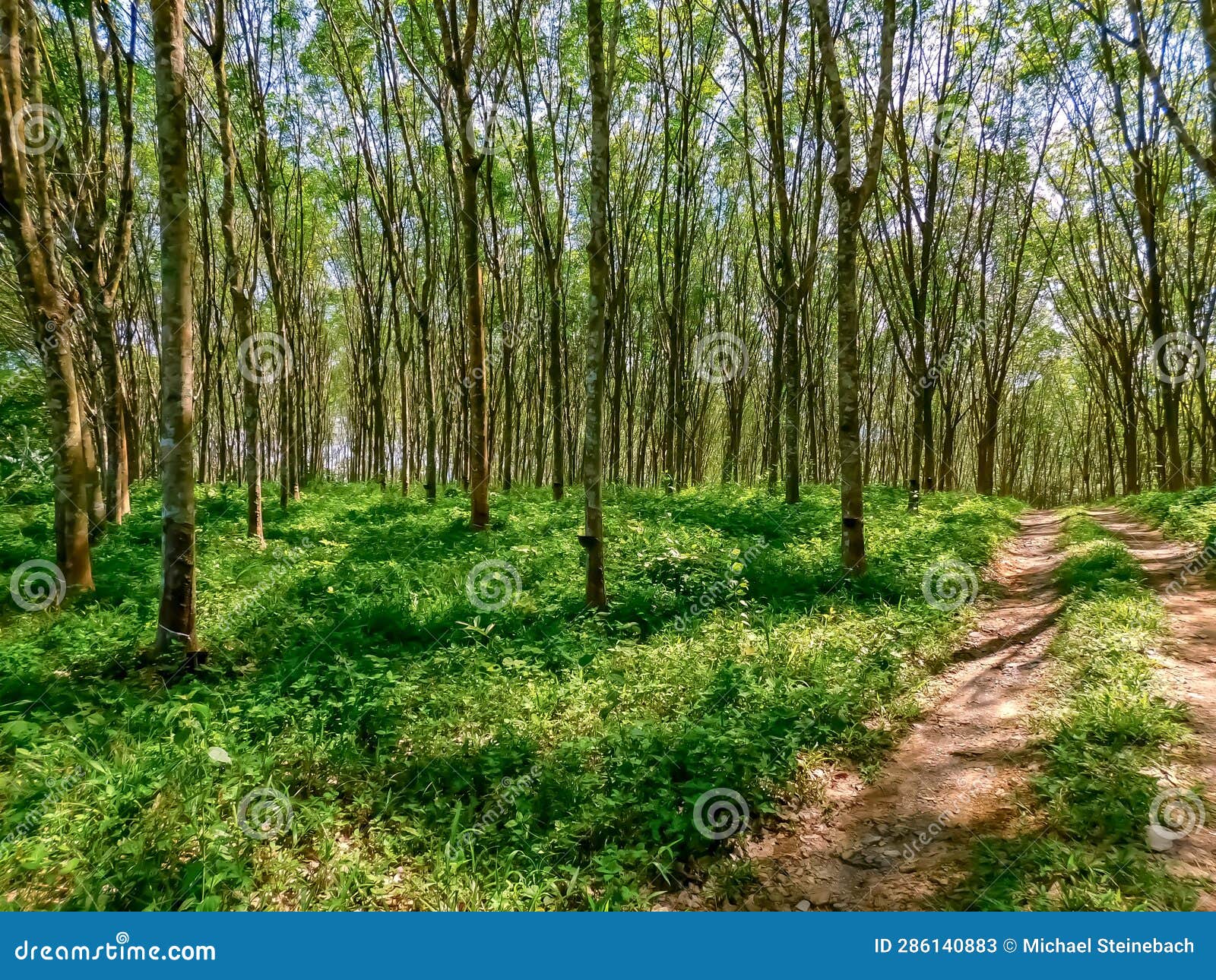 trees of a rubber plantation