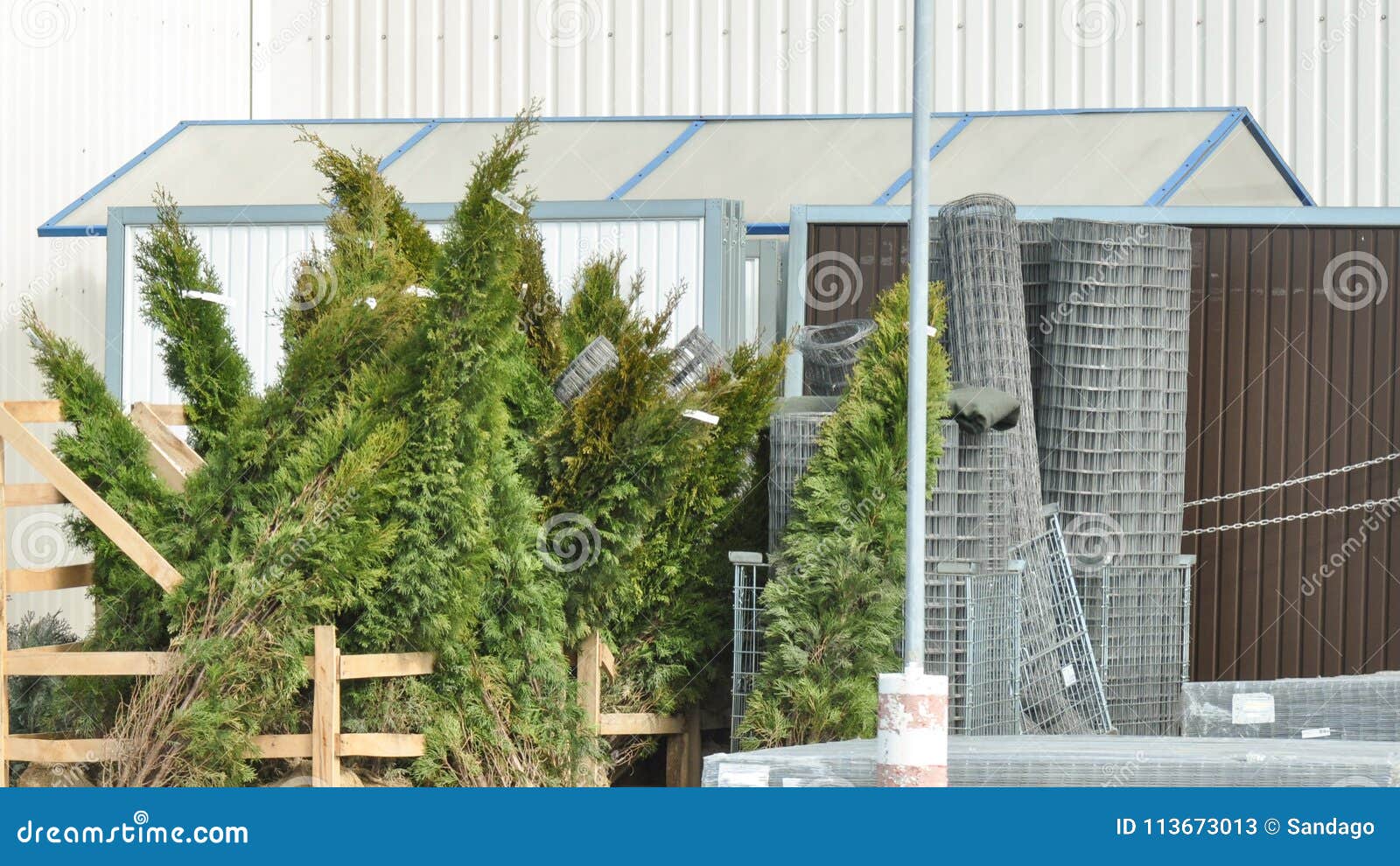 Trees in store stock image. Image of flower, selection 113673013