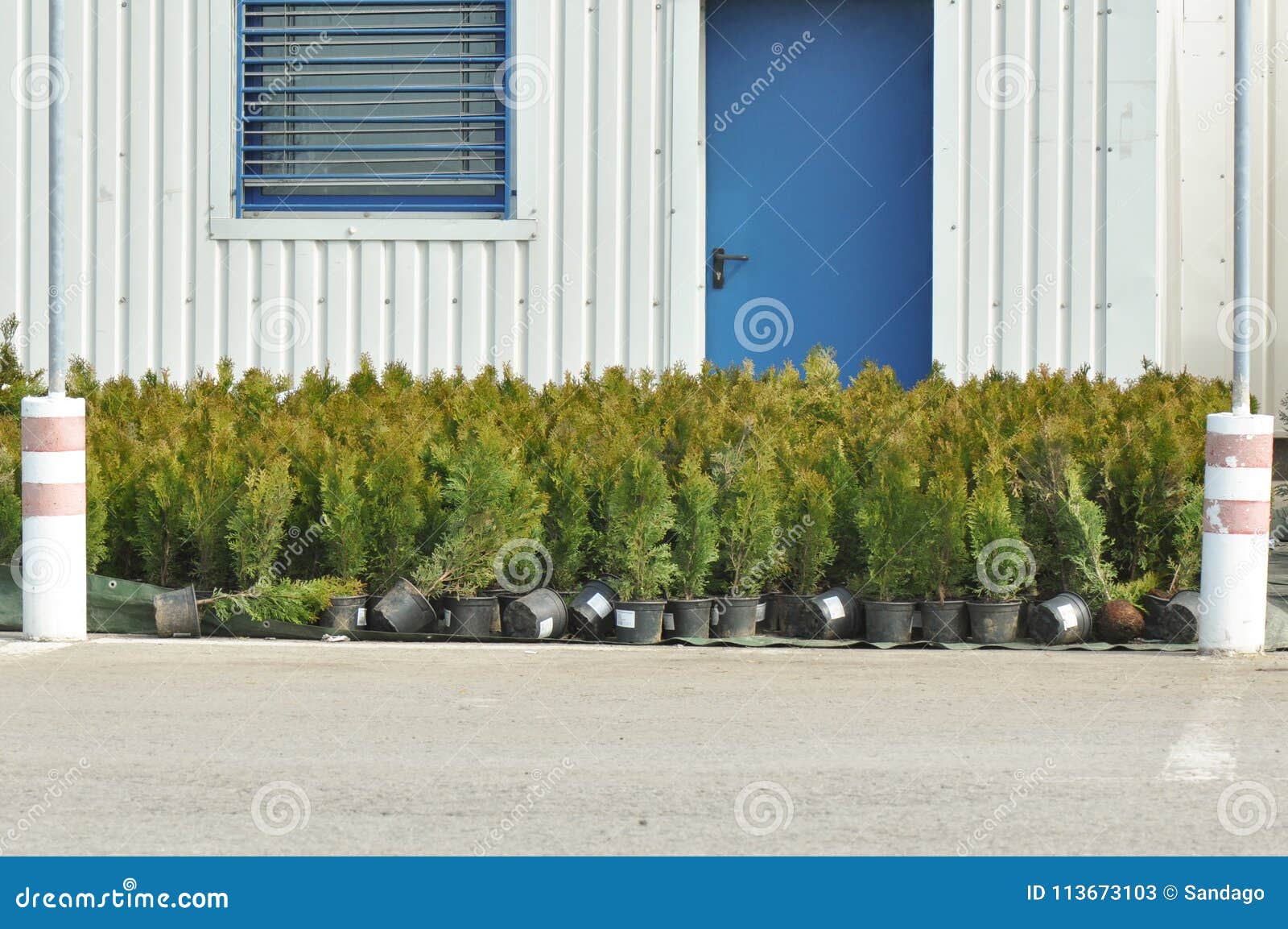 Trees in store stock image. Image of flower, beauty 113673103