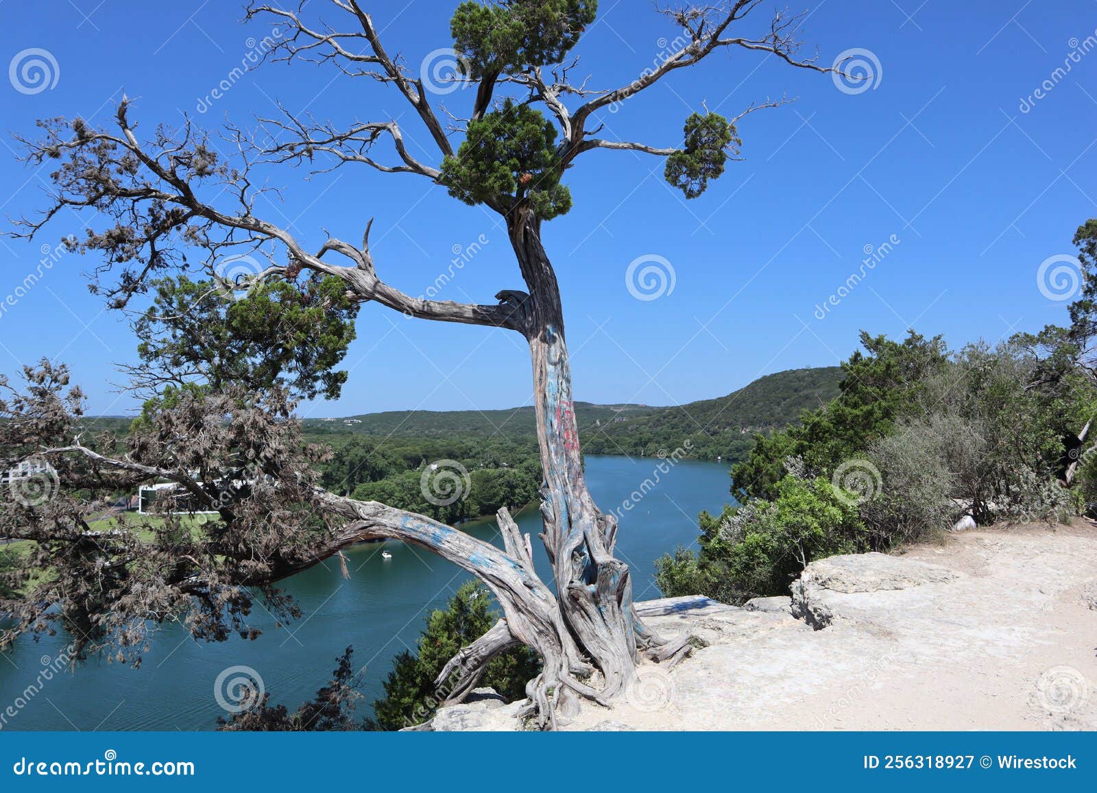 Trees and Shrubs Above a Lake in Texas Stock Image Image of branches