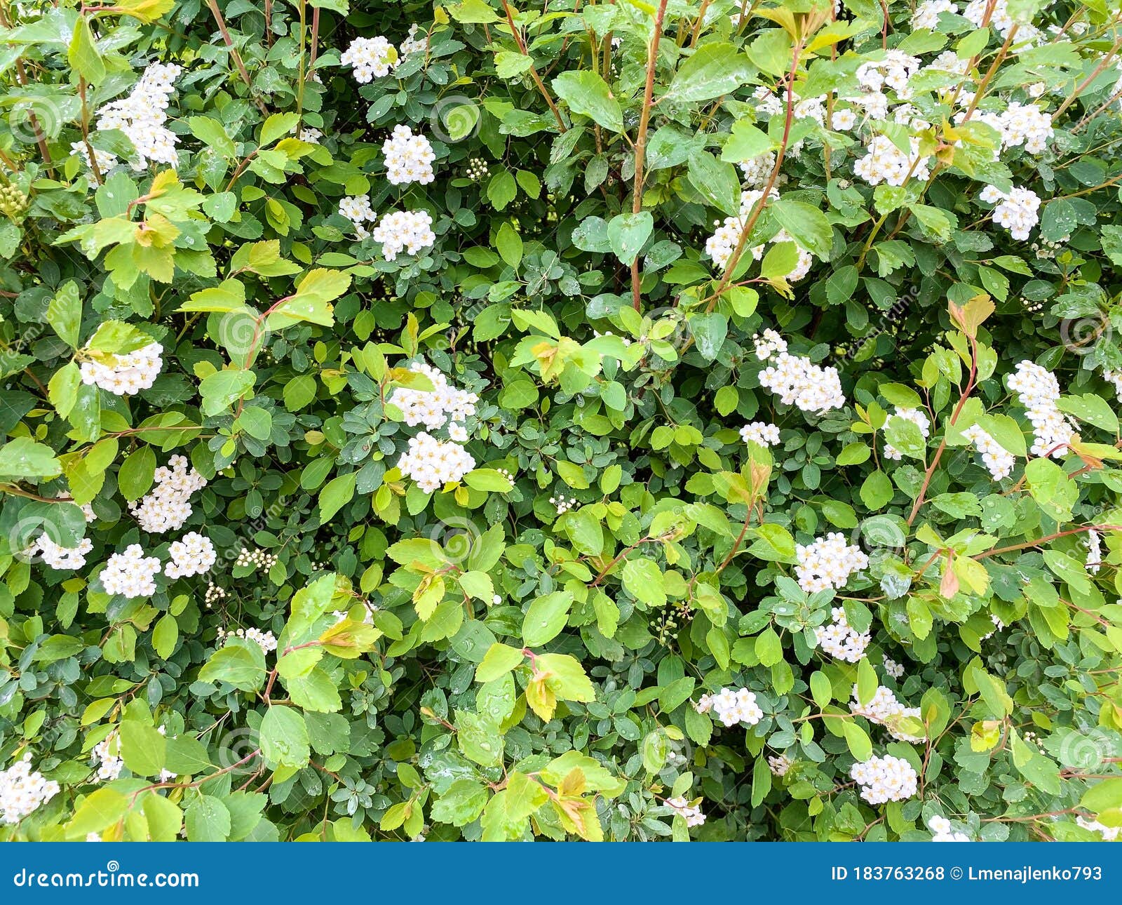 Trees and shrubs with white flowers in a spring garden. Free space.Defocus light background.