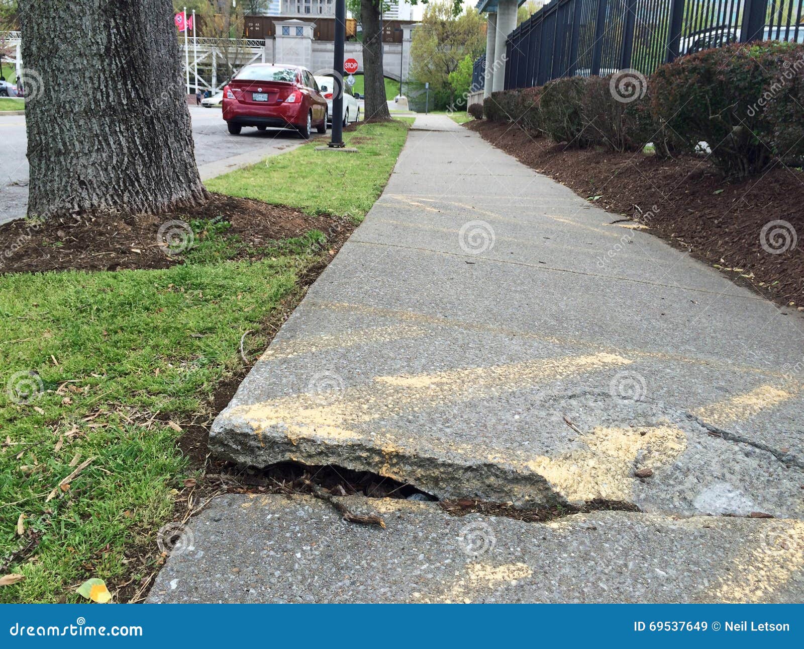 trees and sidewalk conflict