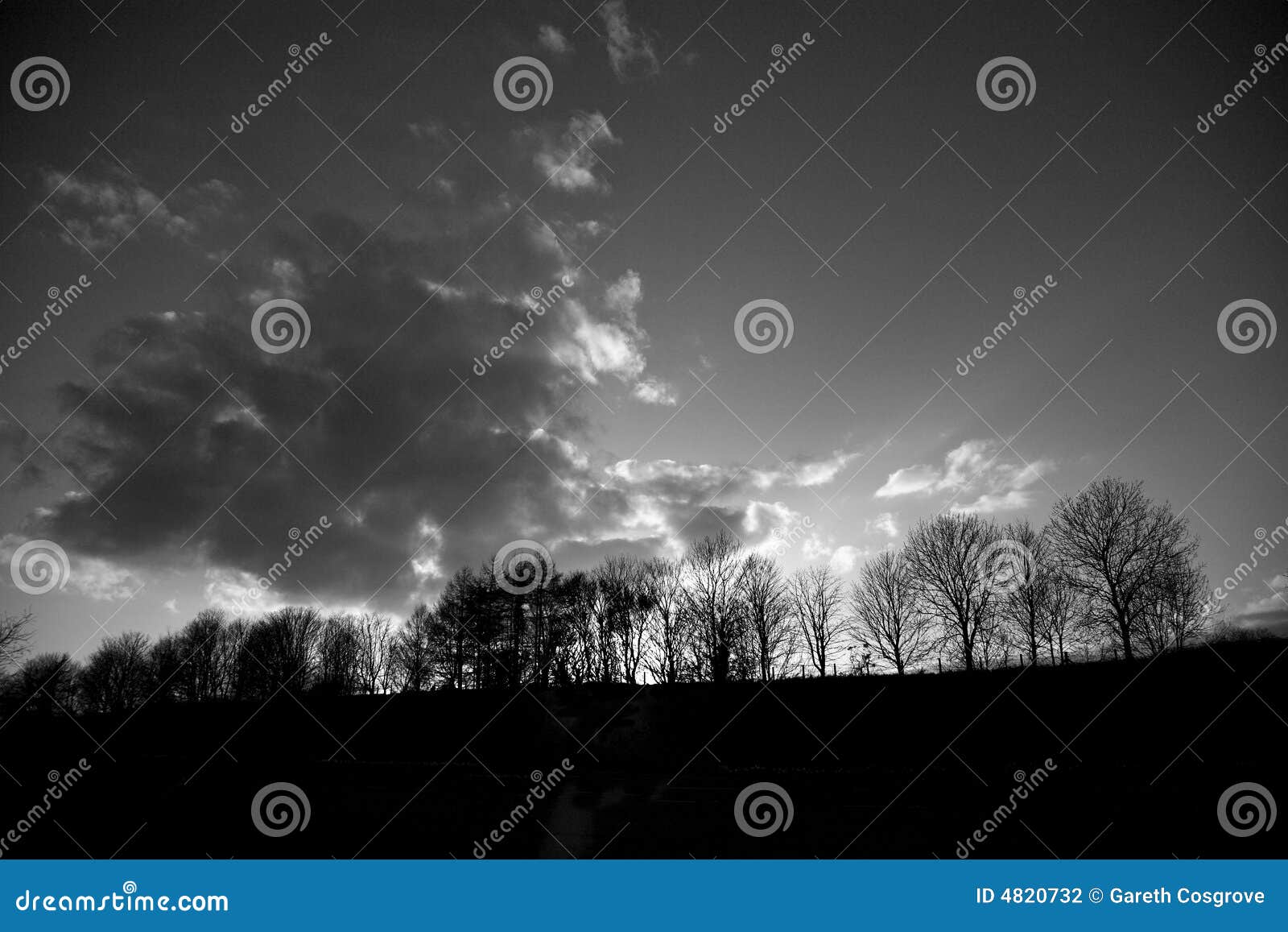 trees silhouetted on horizon