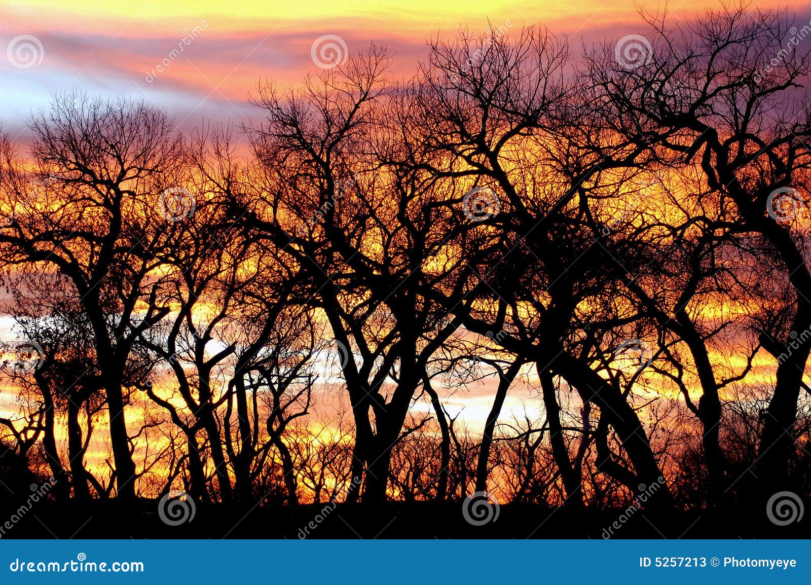 trees silhouetted at sunset