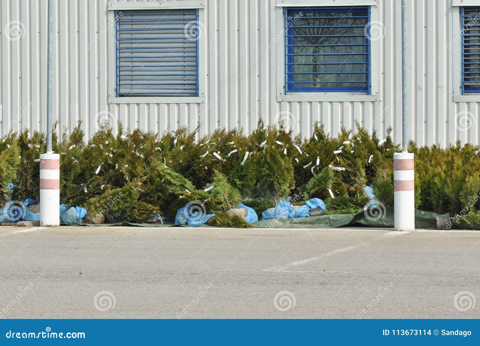 Trees in store stock photo. Image of sell, store, trees 113673114