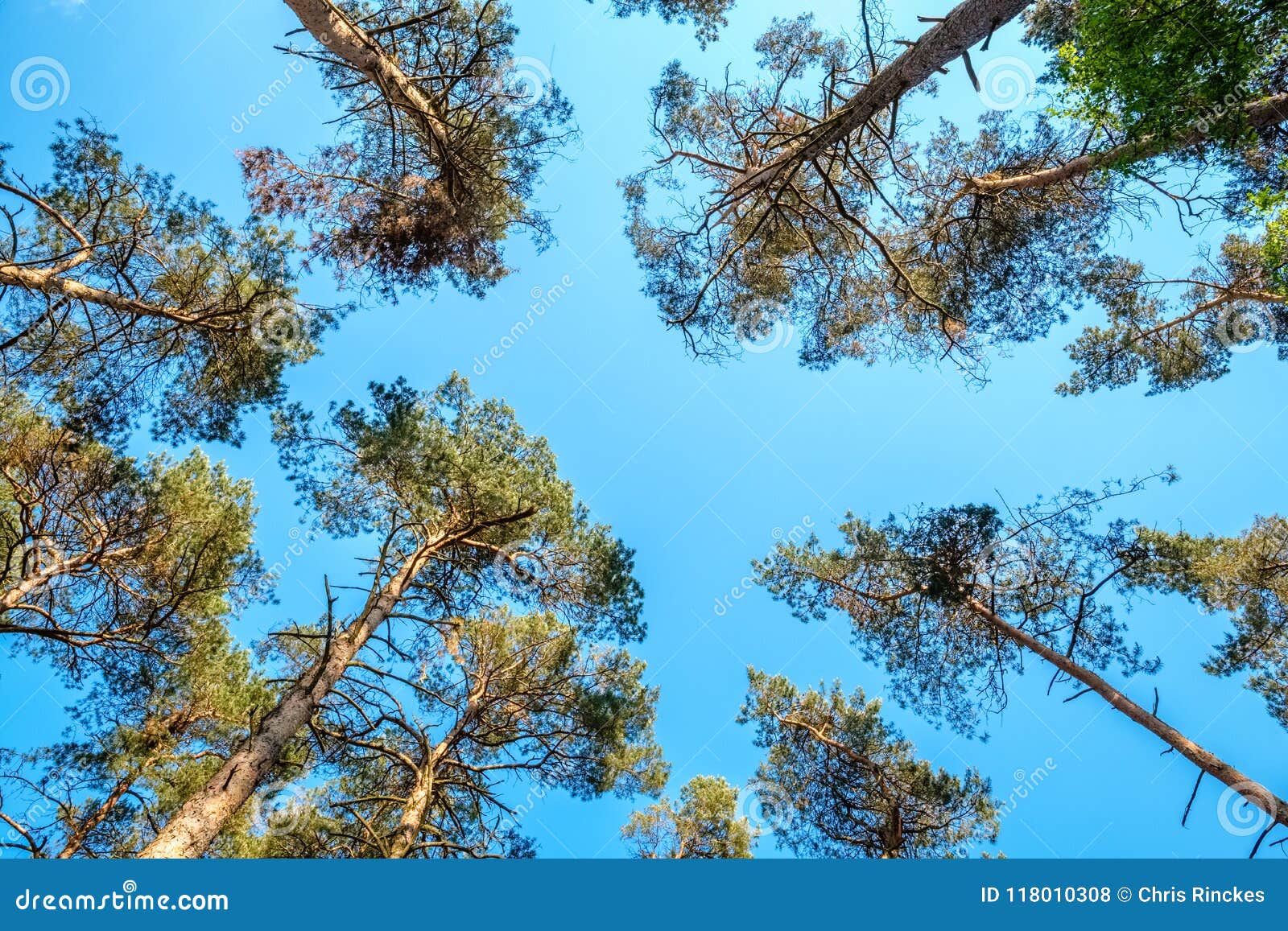 trees at `t lutterzand are reaching for the sky