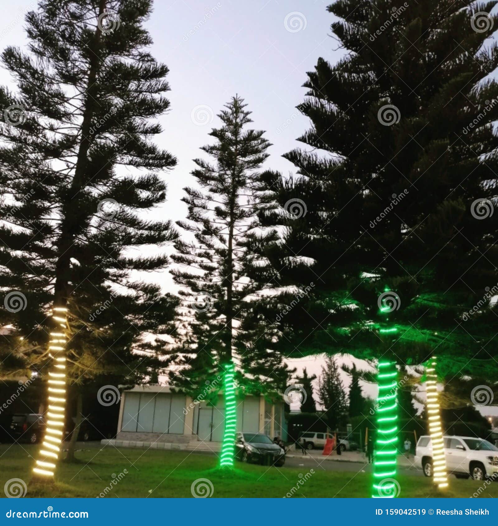 Trees stock image. Image of trees, green, lights, sunset 159042519