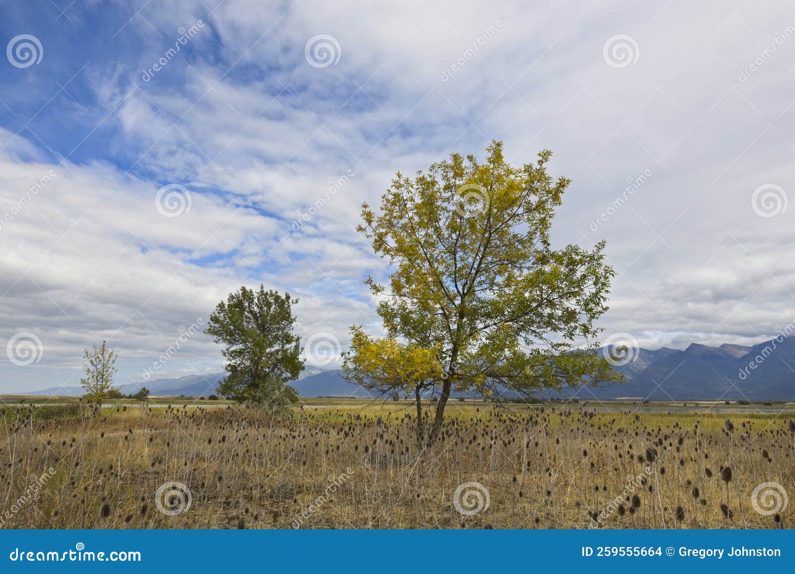 trees under partly cloudy sky in montana