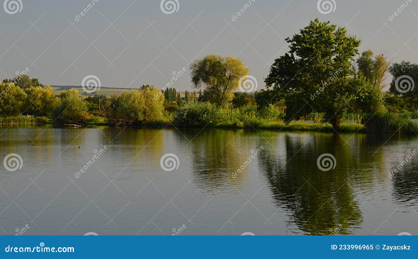 trees and varios wetland plants on bank of large fish pond, water surface with slight ripples, summer afternoon sunshine