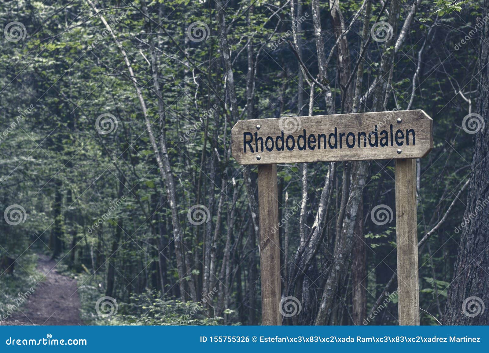 trees and vegetation in the mountain