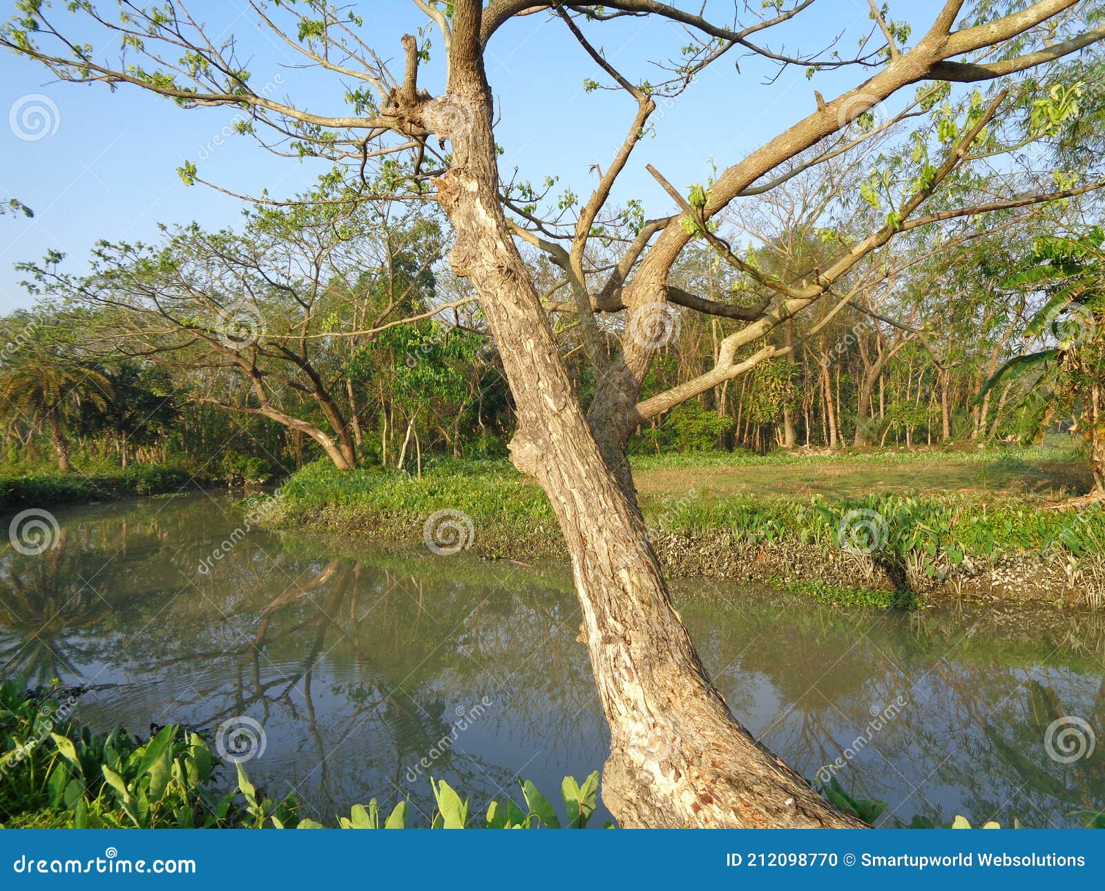 trees in village at barisal