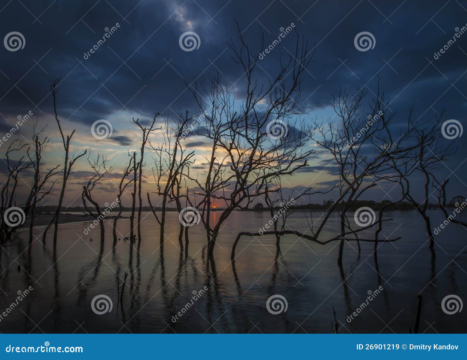 Trees in water stock image. Image of moody, twigs, blue - 26901219