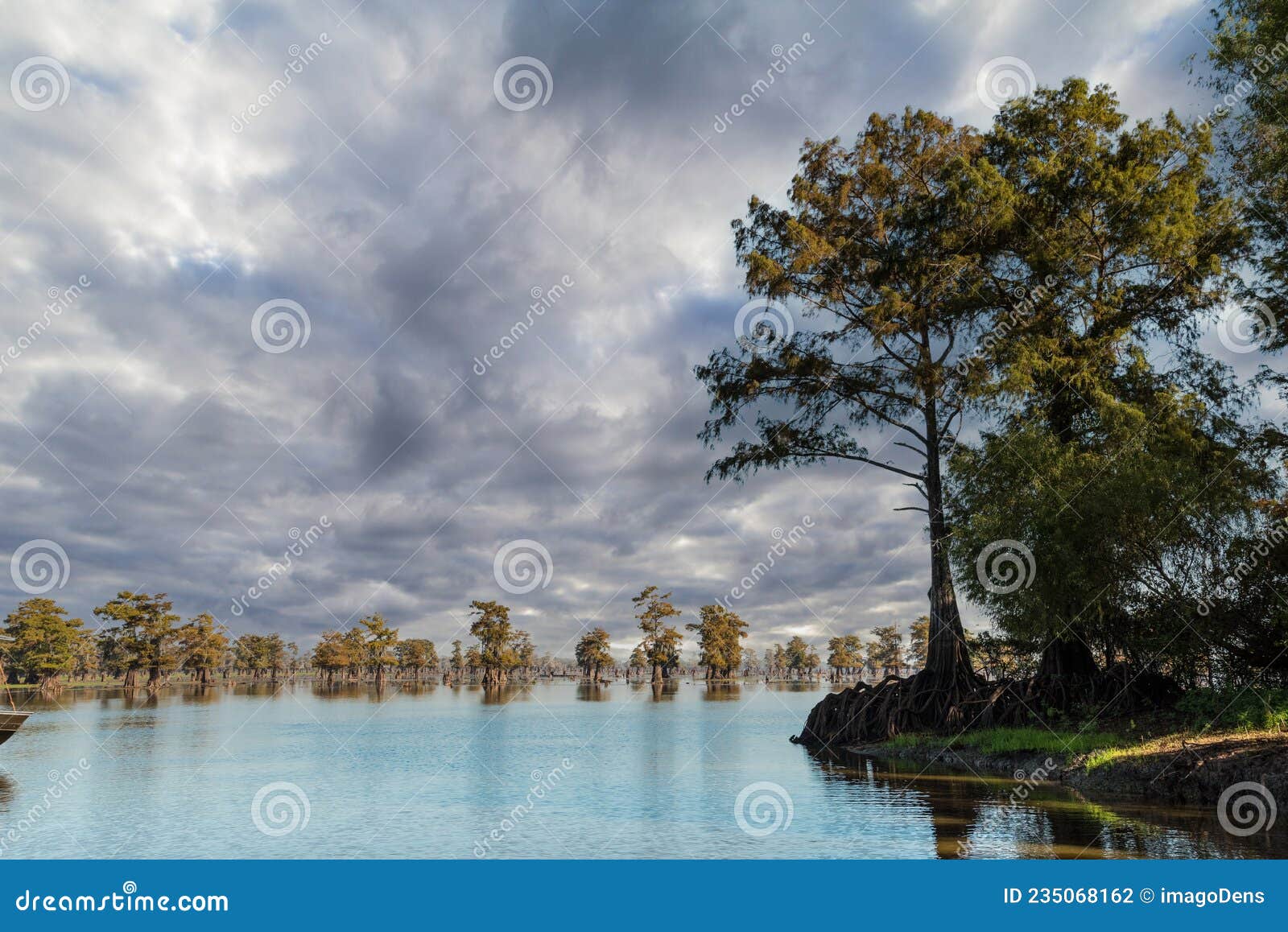 trees in the water of the bayous, louisiana
