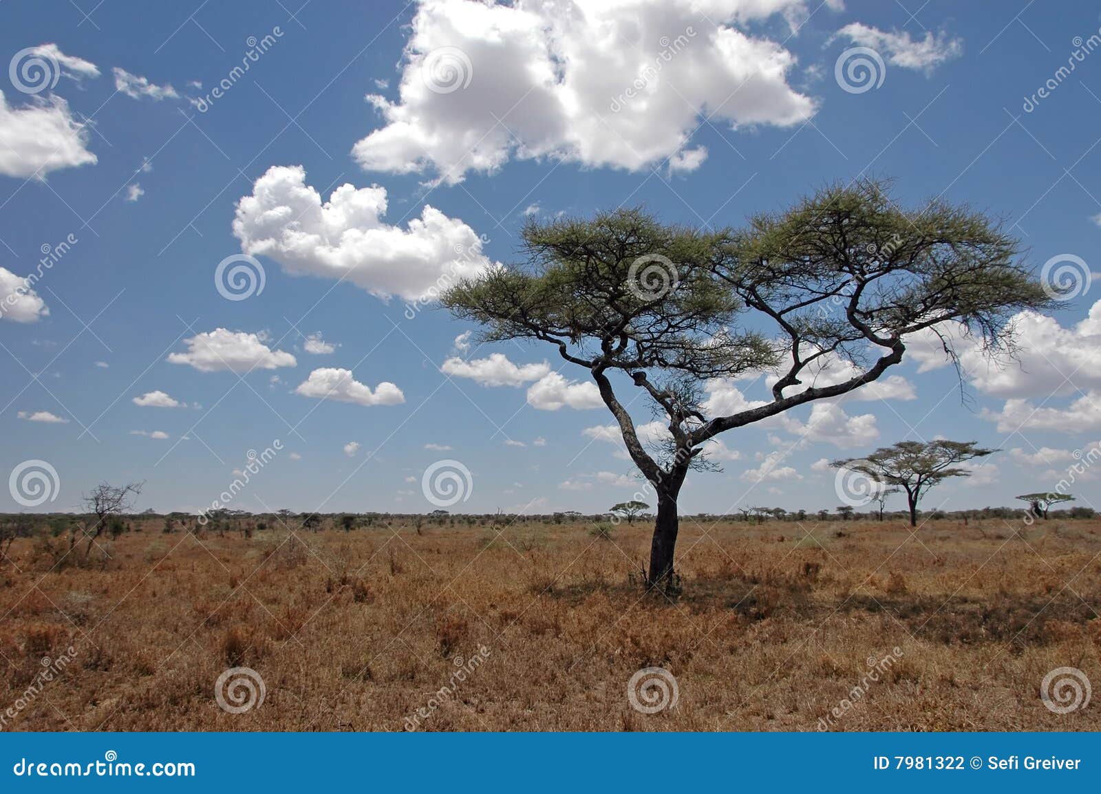 trees in the wilderness