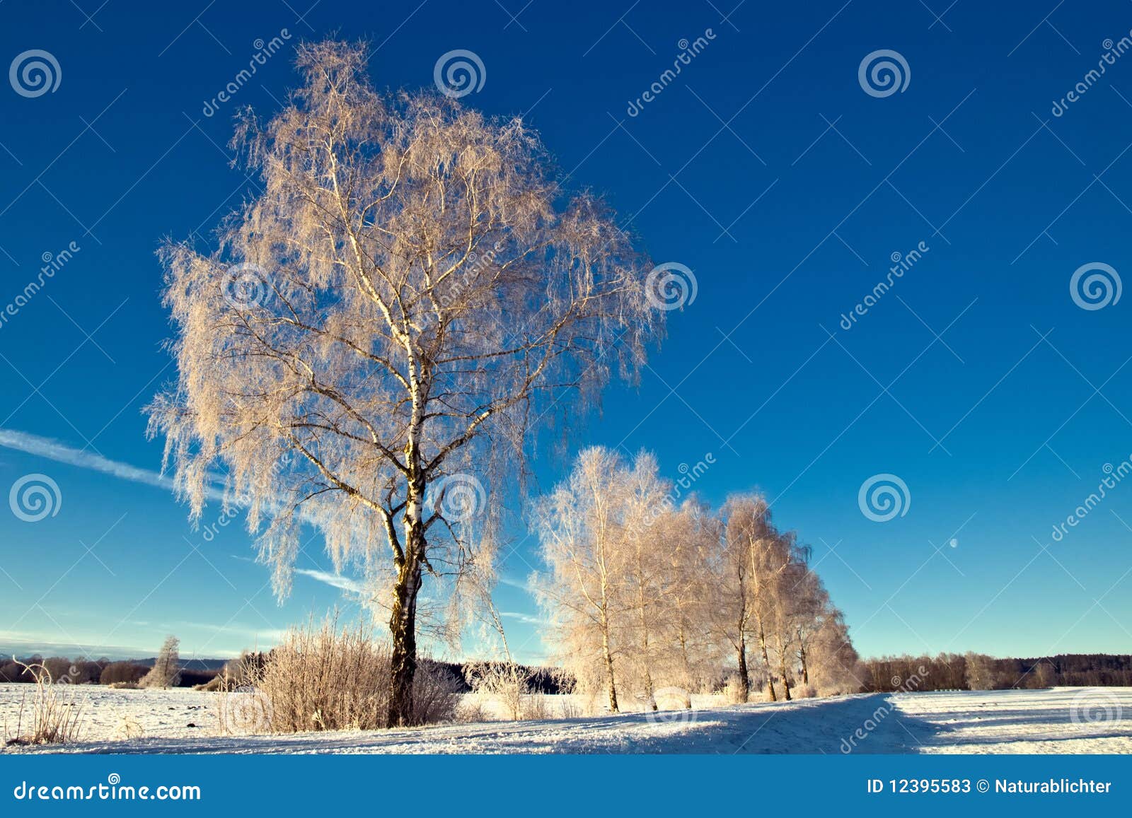 trees in wintry landscape