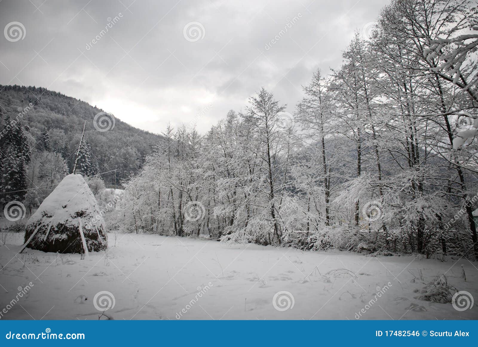 Treesvinter. Vinter för trees för kullmoldova seasson slanic