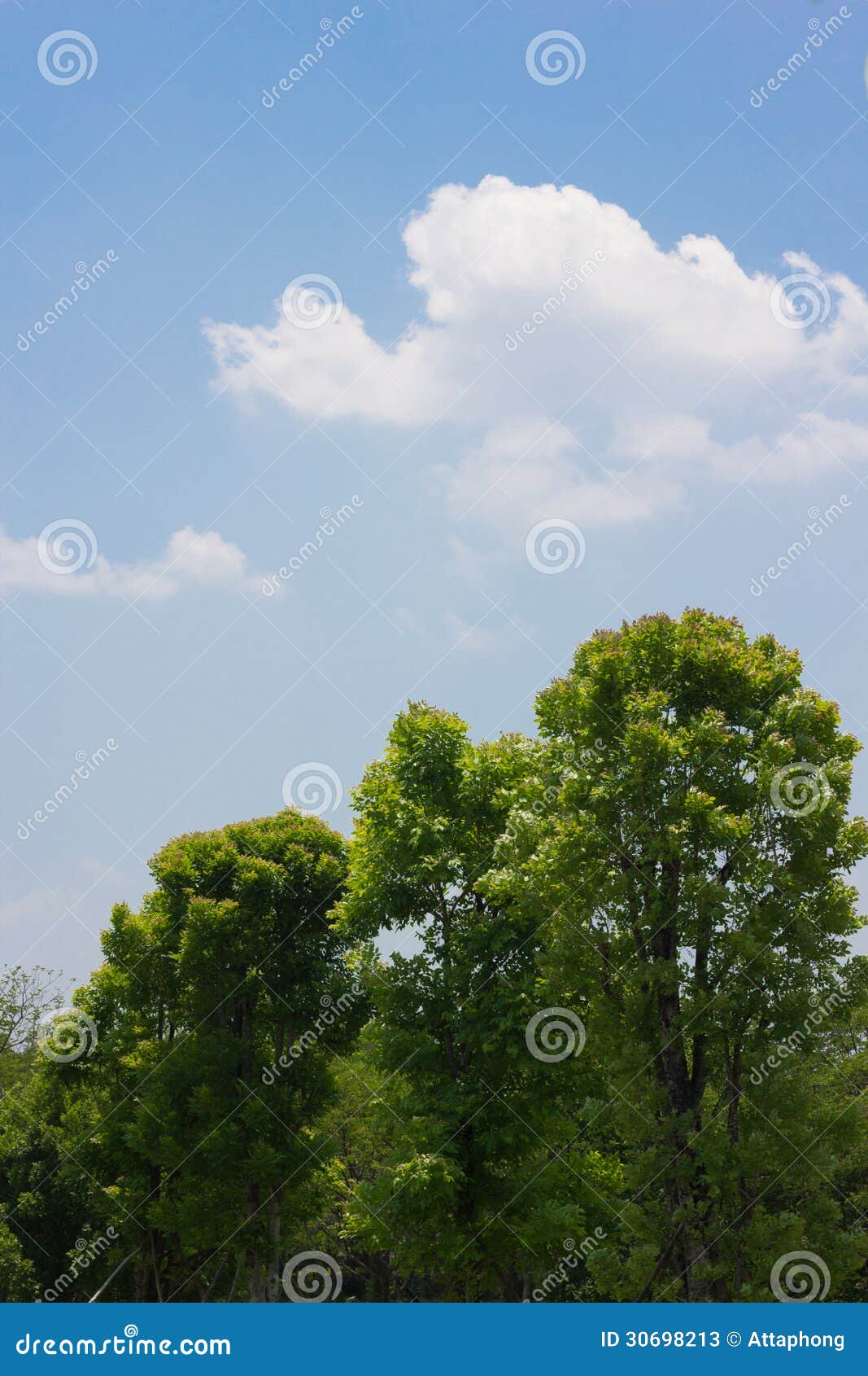 Wizerunek treetop z niebieskim niebem