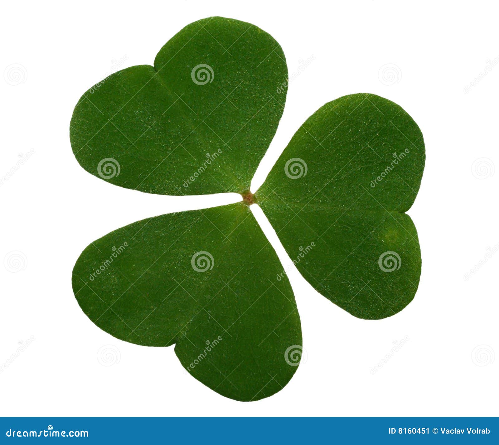 Trefoil closeup isolated stock image. Image of garden 8160451