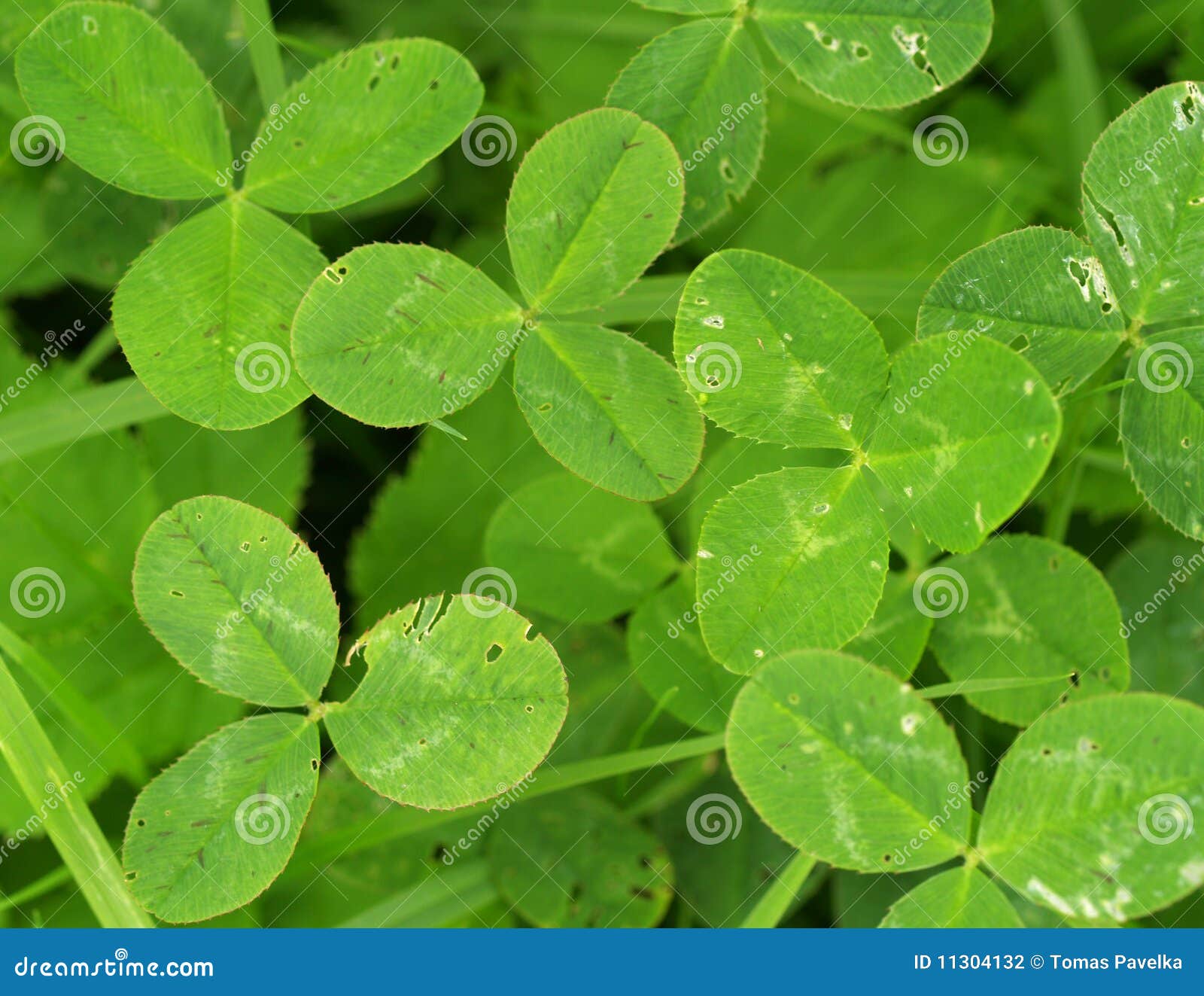 Trefoils stock photo. Image of background, grass, green 11304132
