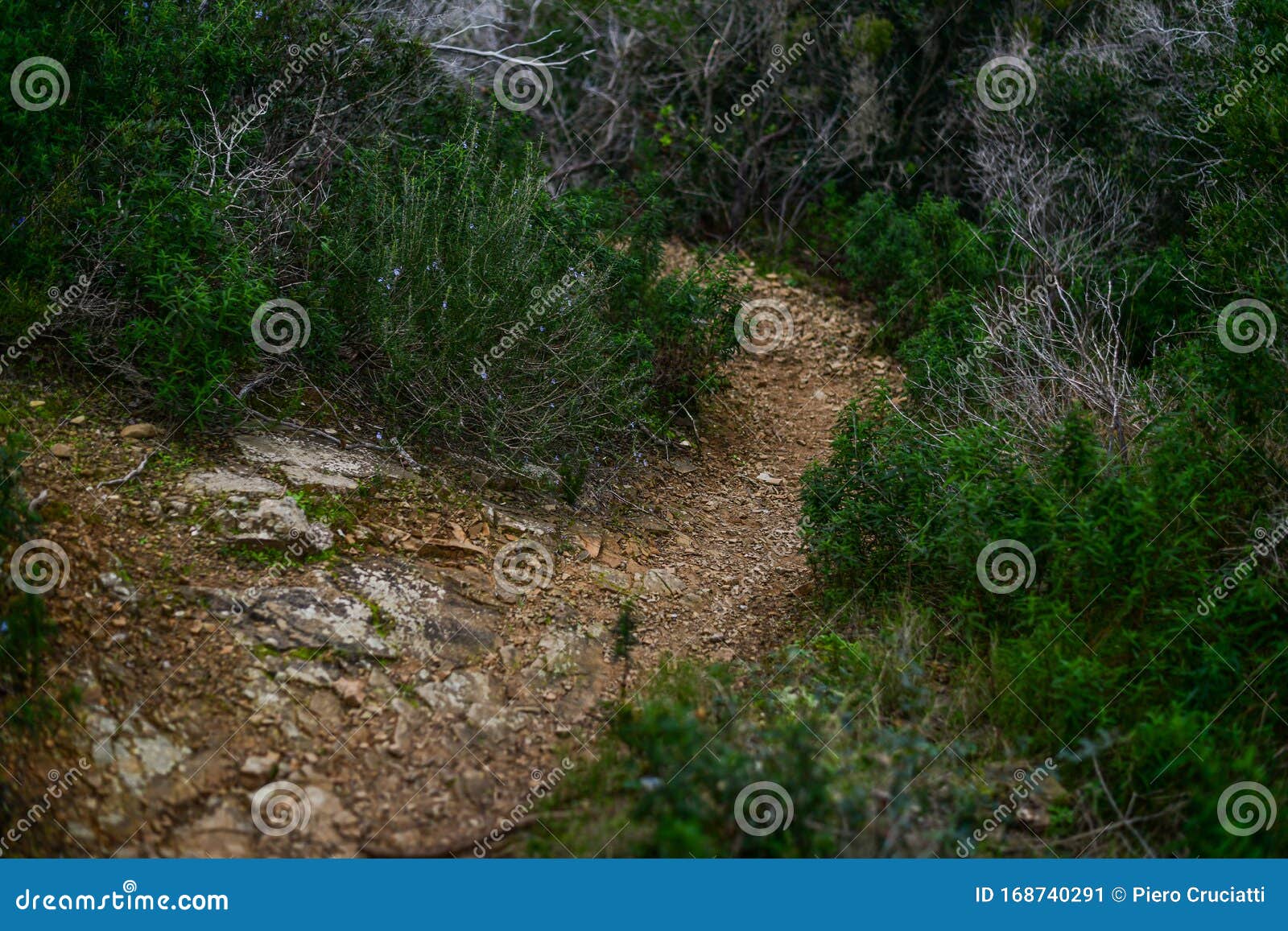 trekking trail in the mediterranean bush.