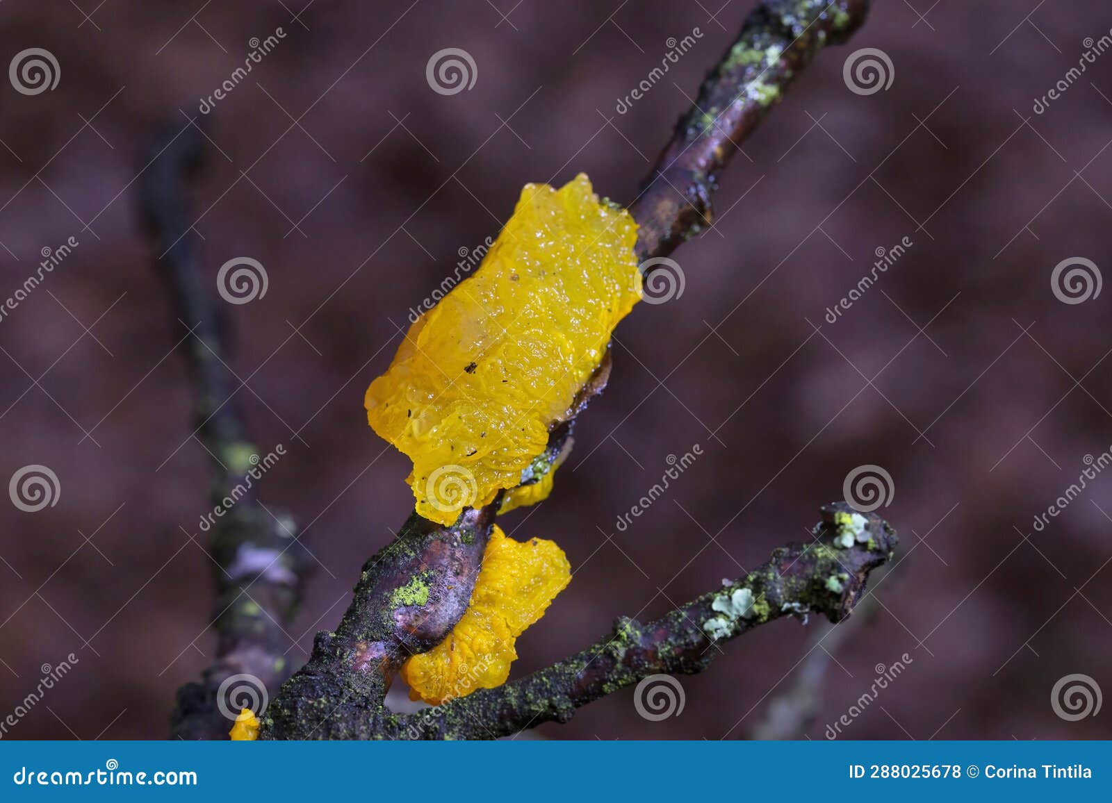 tremella mesenterica is a common jelly fungus in the family tremellaceae of the agaricomycotina.