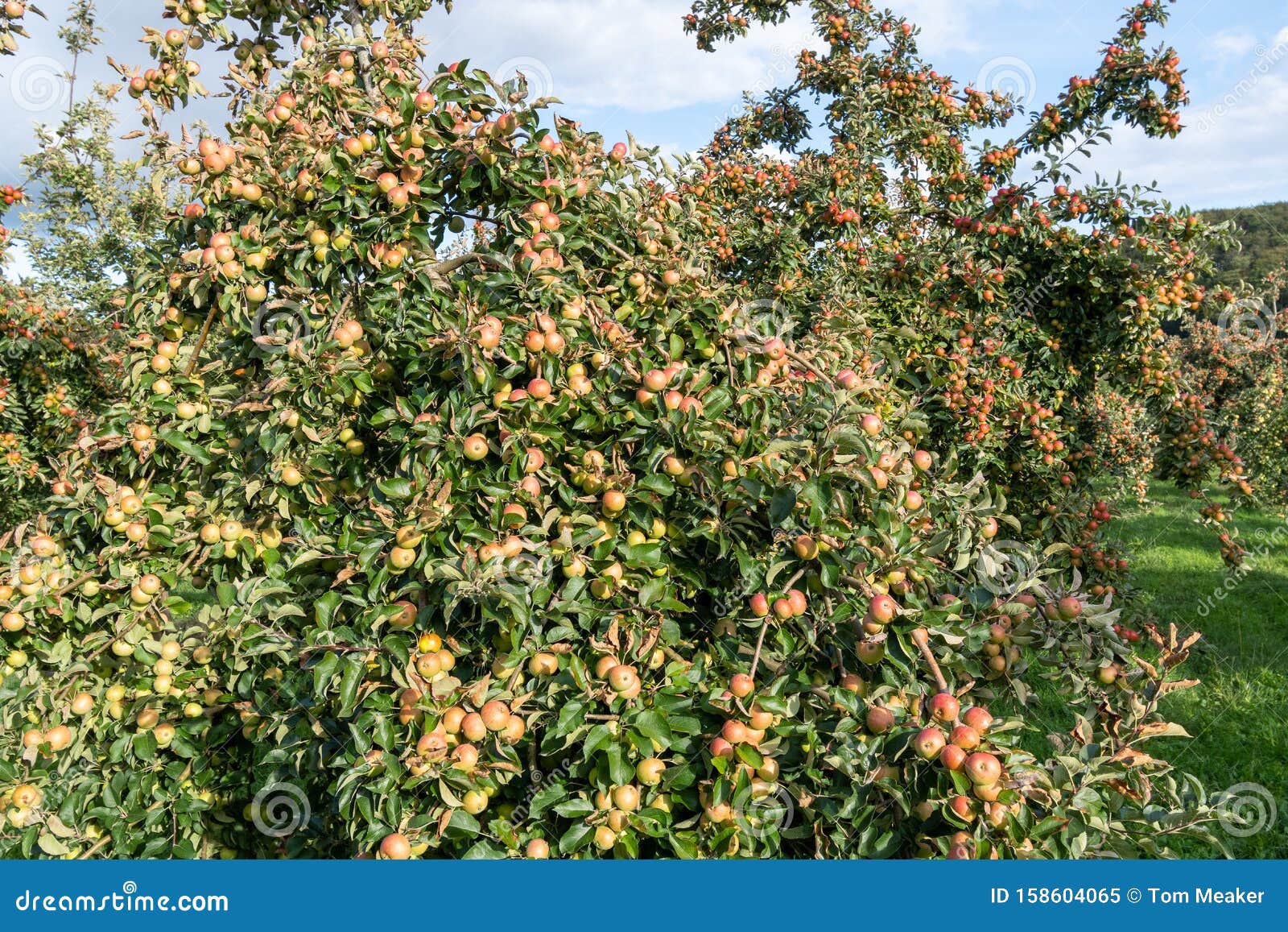 tremlett bitter cider apples