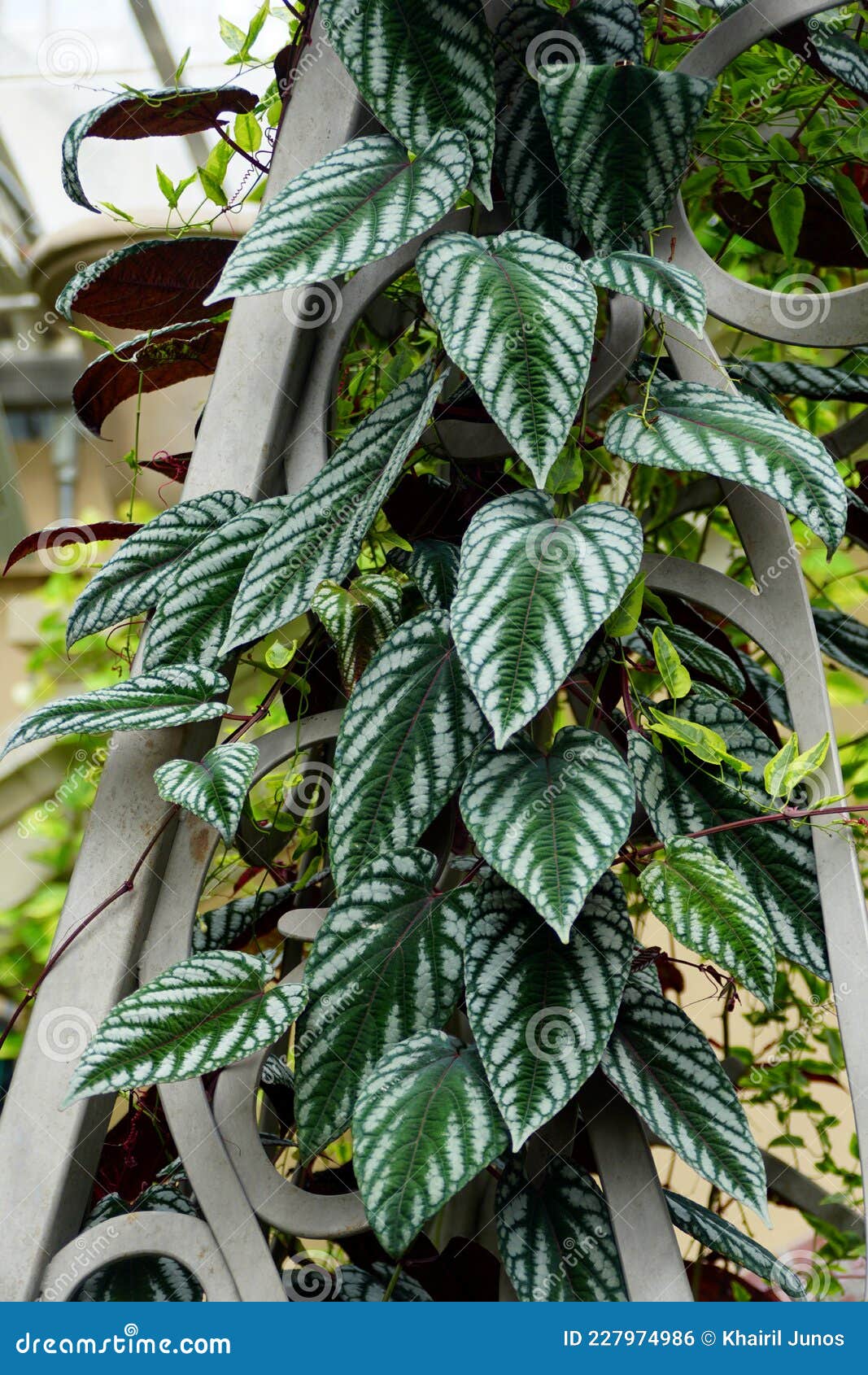 Trepadeira Tropical De Cissus Discolor Também Conhecida Como Cissus Javana  Foto de Stock - Imagem de descolore, brilhante: 227974986