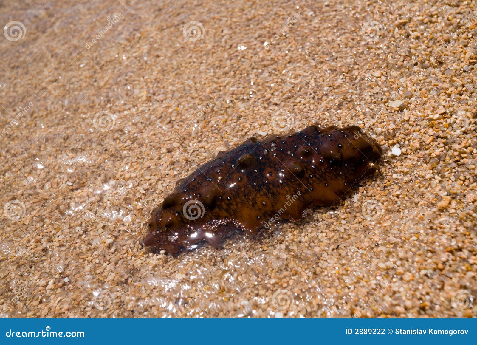 Trepang stock photo. Image of cooking, chinese, delicacy 2889222