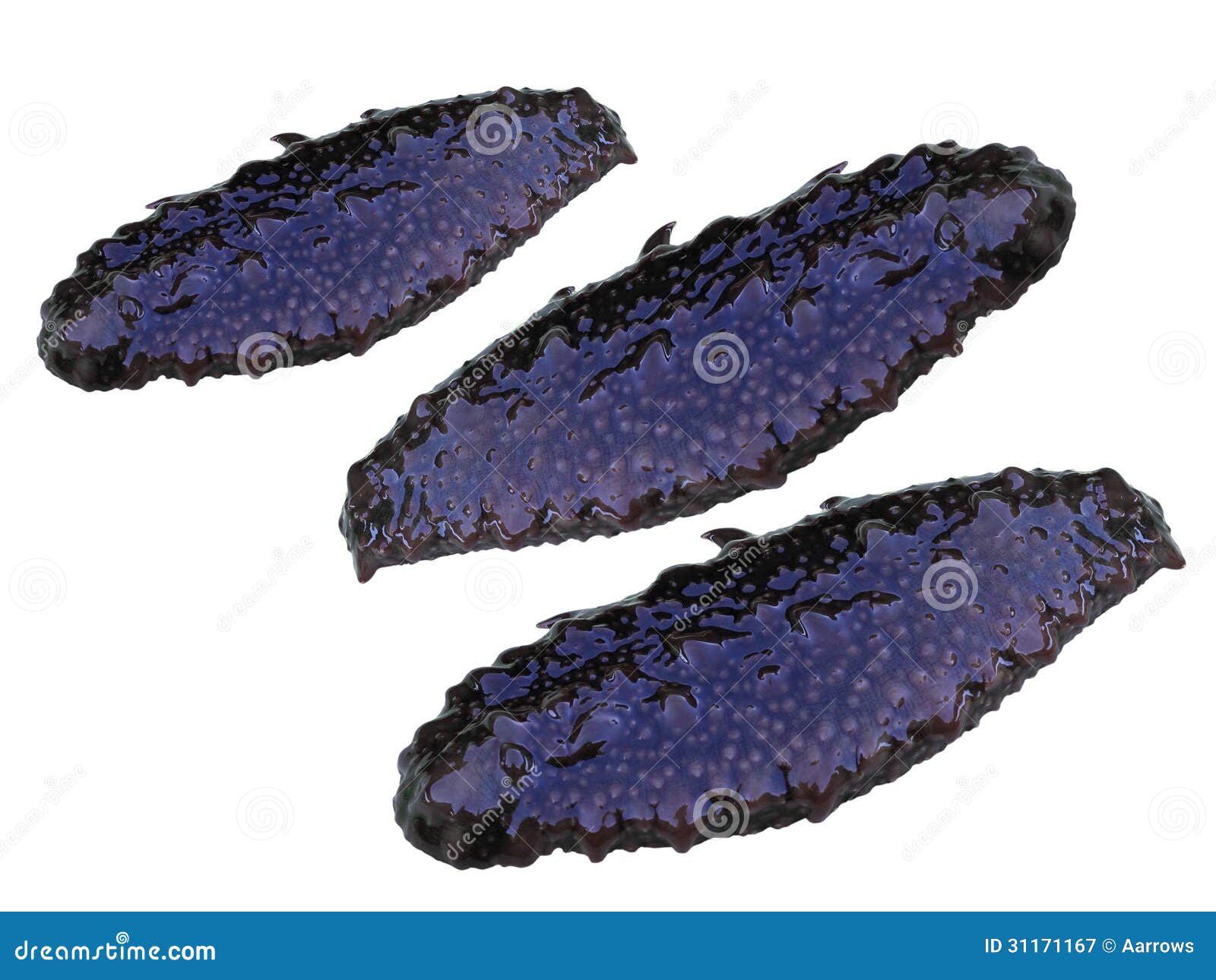 Trepang imagem de stock. Imagem de porcelana, marinho 31171167