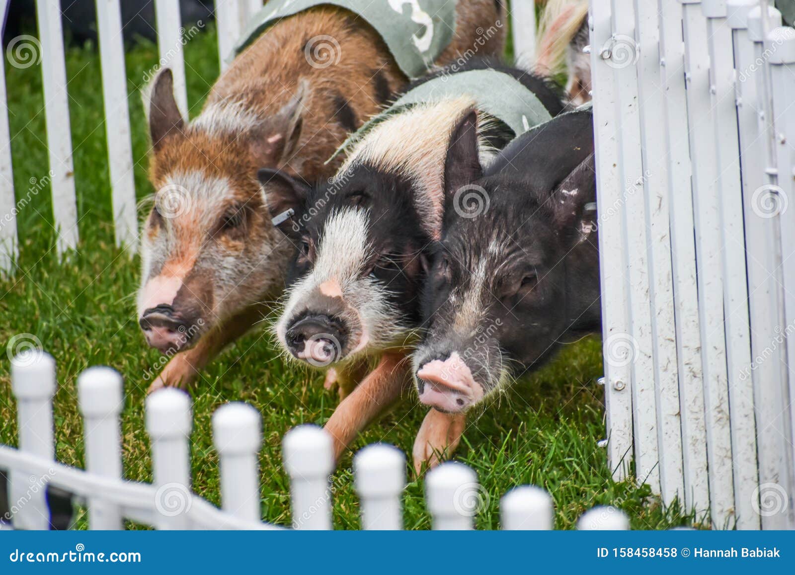Tres Cerdos Corriendo Por La Pista Foto de archivo - Imagen de cerdos,  cochinillos: 158458458