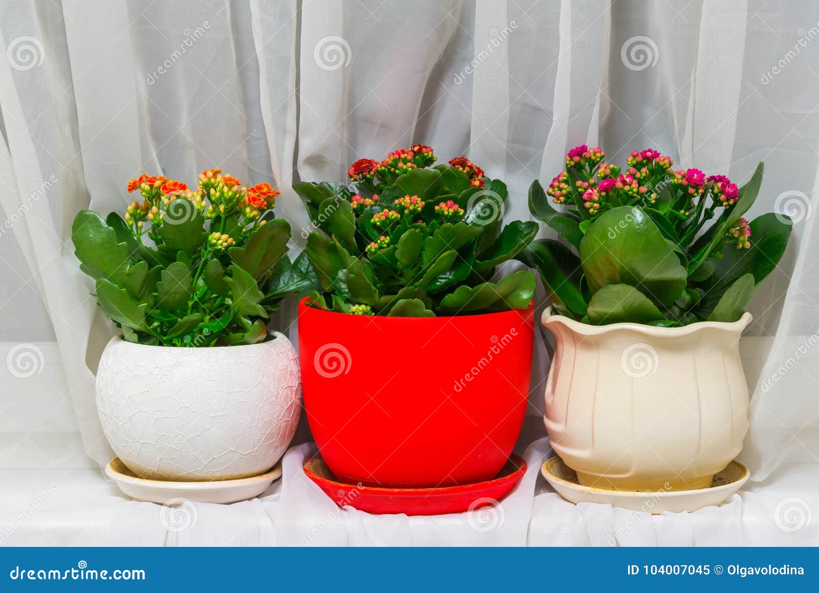 Tres Flor En Conserva Kalanchoe En Interior de - Imagen de hermoso, florecimiento: 104007045