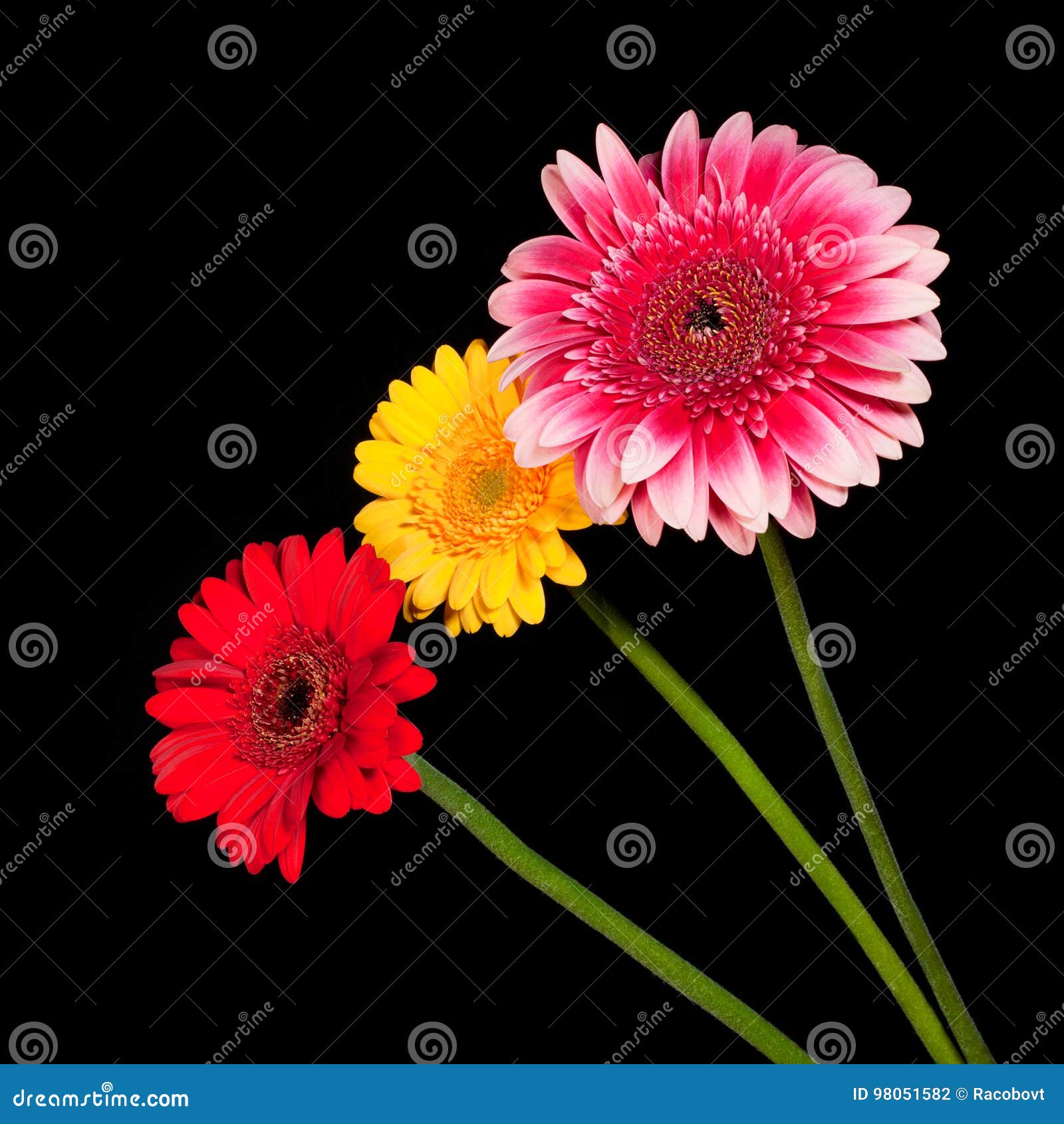 Tres Flores De Gerbera Colorido Florecen En Diversos Colores Foto de archivo - Imagen de relaje, fresco: 98051582 Tres Flores De Gerbera Colorido Florecen En Diversos Colores Foto de archivo - Imagen de relaje, fresco: 98051582