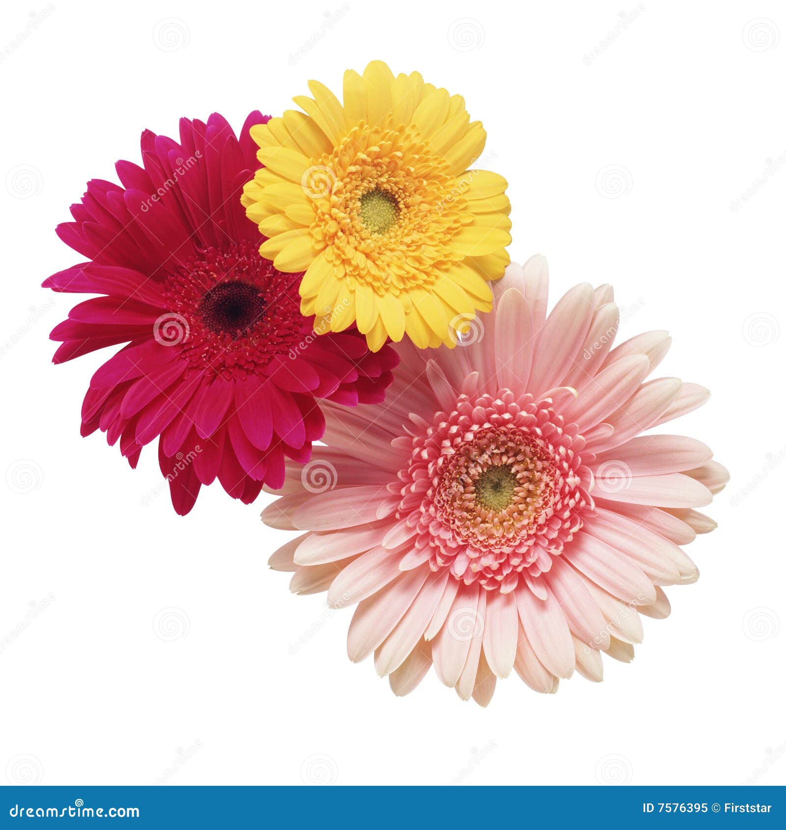 Tres flores hermosas imagen de archivo. Imagen de fresco - 7576395